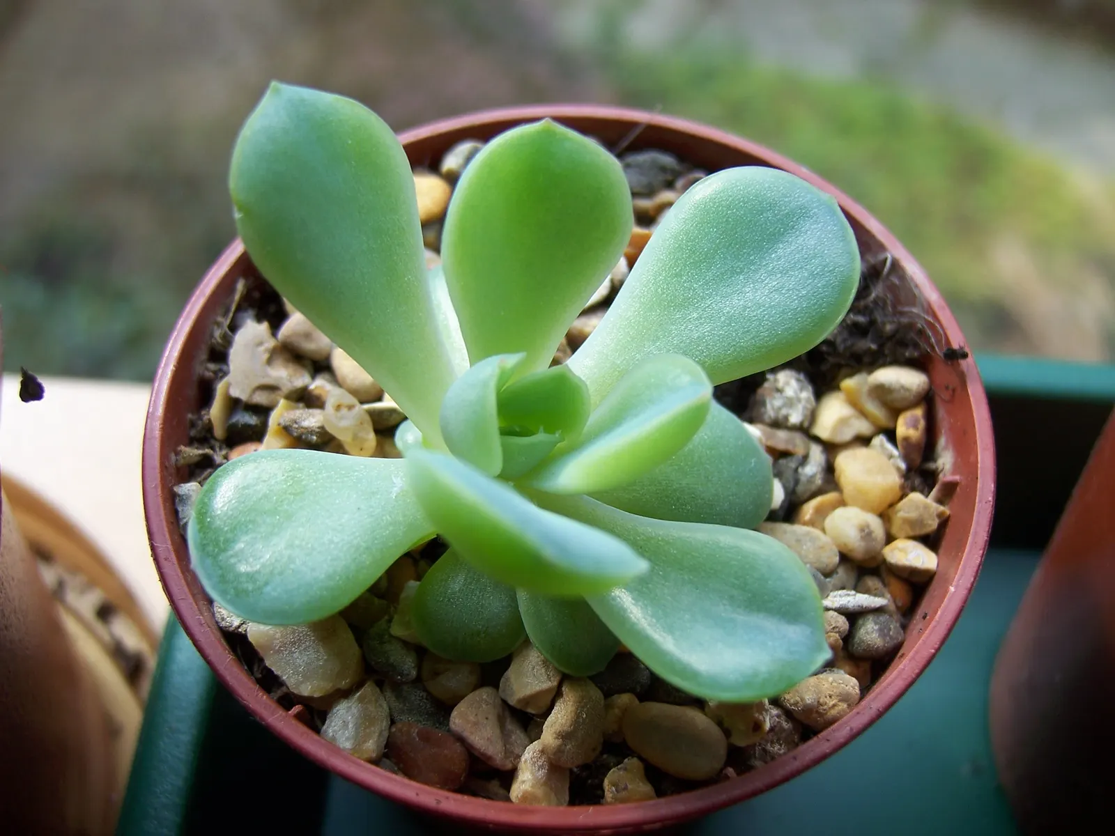 Pulido's Echeveria (Echeveria Pulidonis) — succulent with yellow blooms