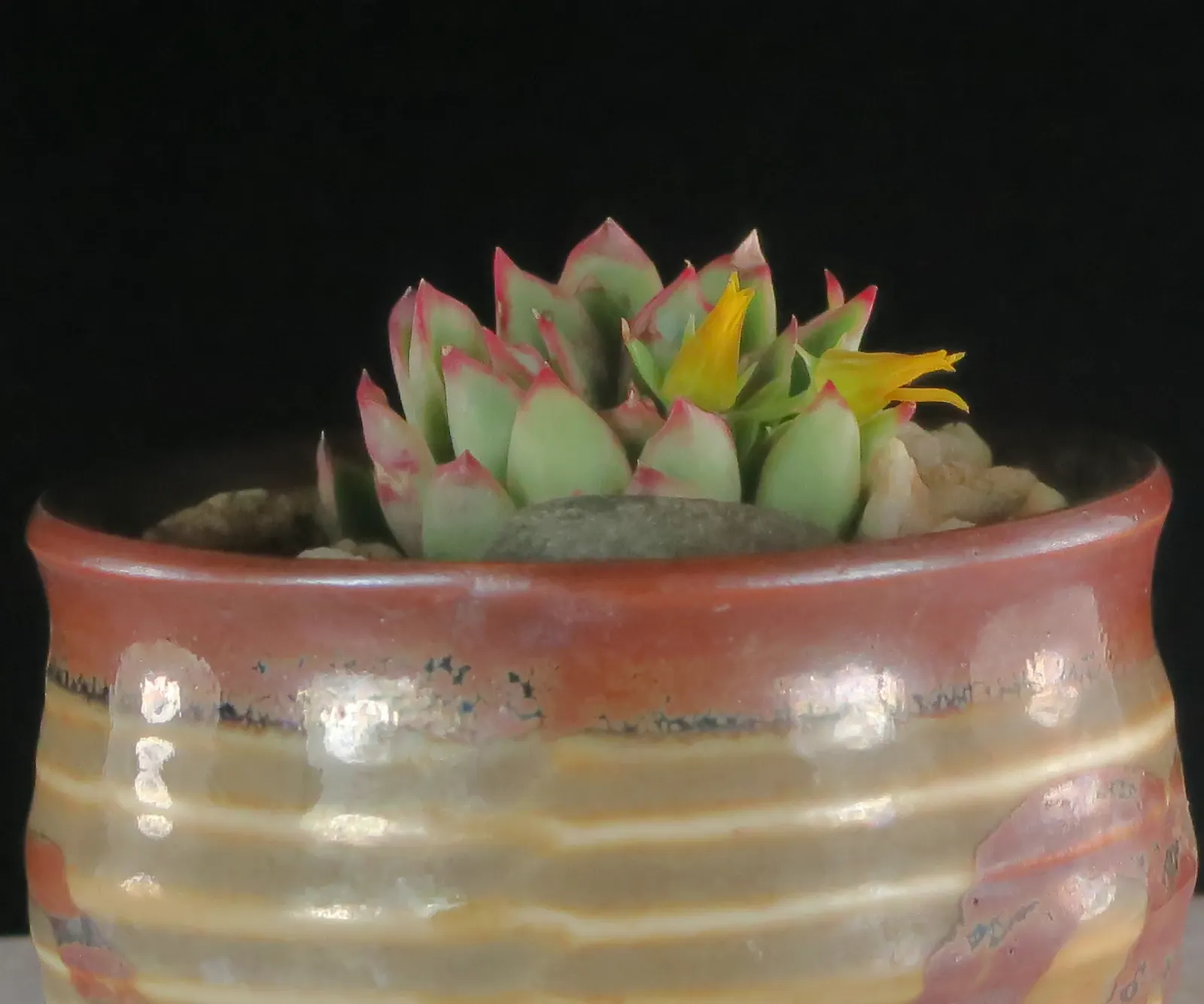 Pulido's Echeveria (Echeveria Pulidonis) — with its manageable size and minimal care requirements