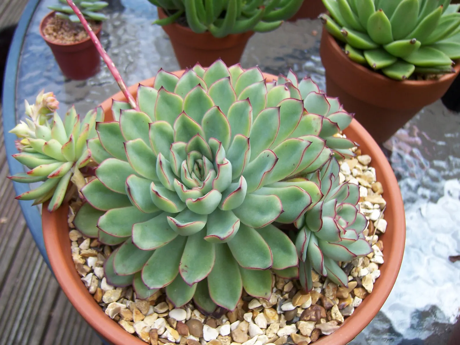 Pulido's Echeveria (Echeveria Pulidonis) — making it ideal for rock gardens