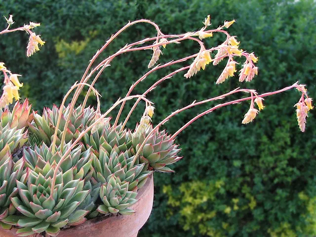 Pulido's Echeveria (Echeveria Pulidonis) — This low-growing plant thrives in USDA zones 9-11
