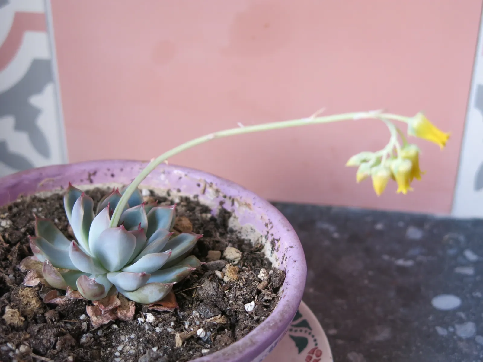 Pulido's Echeveria (Echeveria Pulidonis) — or as a low-maintenance ground cover in xeriscaped areas