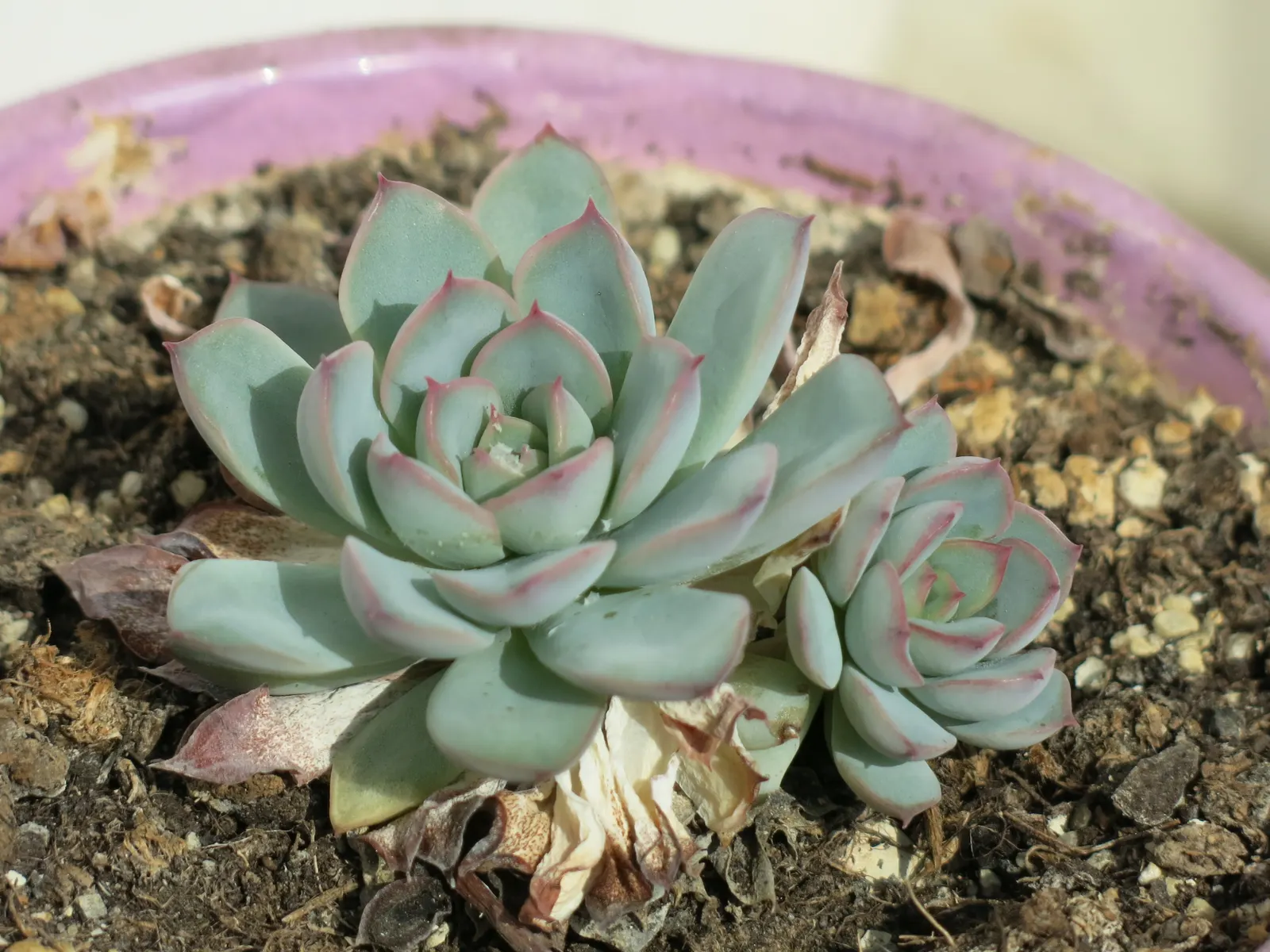 Pulido's Echeveria (Echeveria Pulidonis) — though it should be sheltered from frost to maintain its appearance