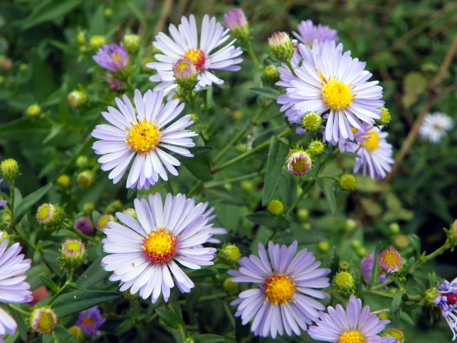 Willow Aster (Aster Praealtus 'Rodney's Aster') — serrated foliage that can add a lush