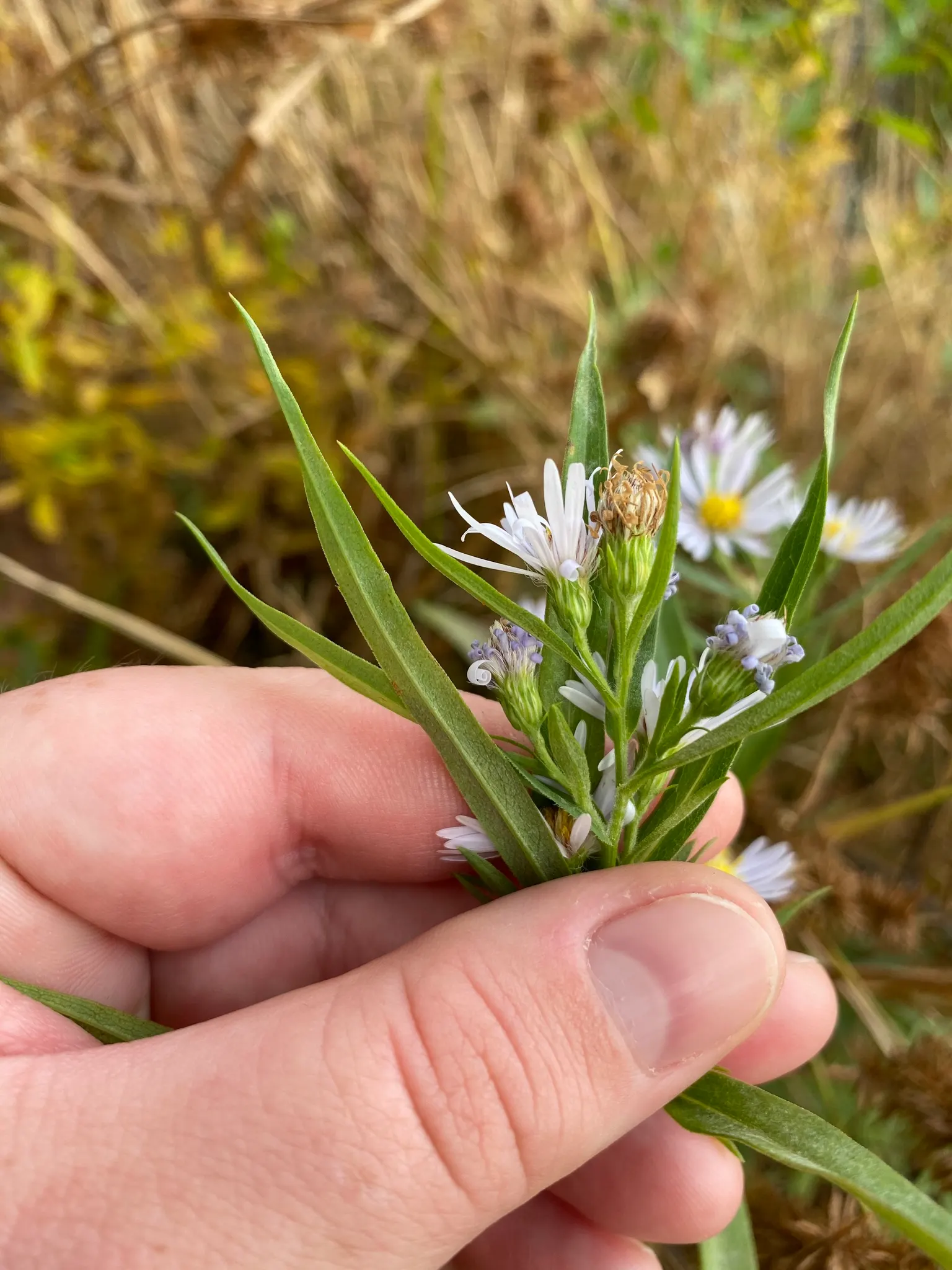 Willow Aster (Aster Praealtus 'Rodney's Aster') — This late-flowering aster is known for its voluminous clusters of dainty