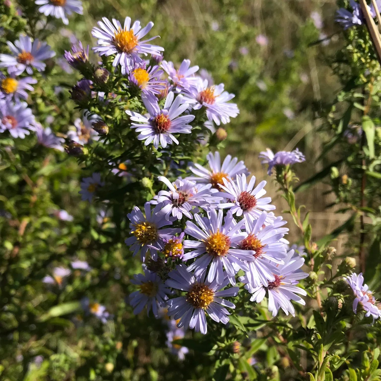 Willow Aster (Aster Praealtus 'Rodney's Aster') — that could play a charismatic role in any landscape design