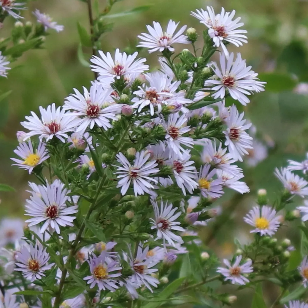 Willow Aster (Aster Praealtus 'Rodney's Aster') — scientifically dubbed Aster praealtus or more affectionately known as 'Rodney's Aster'