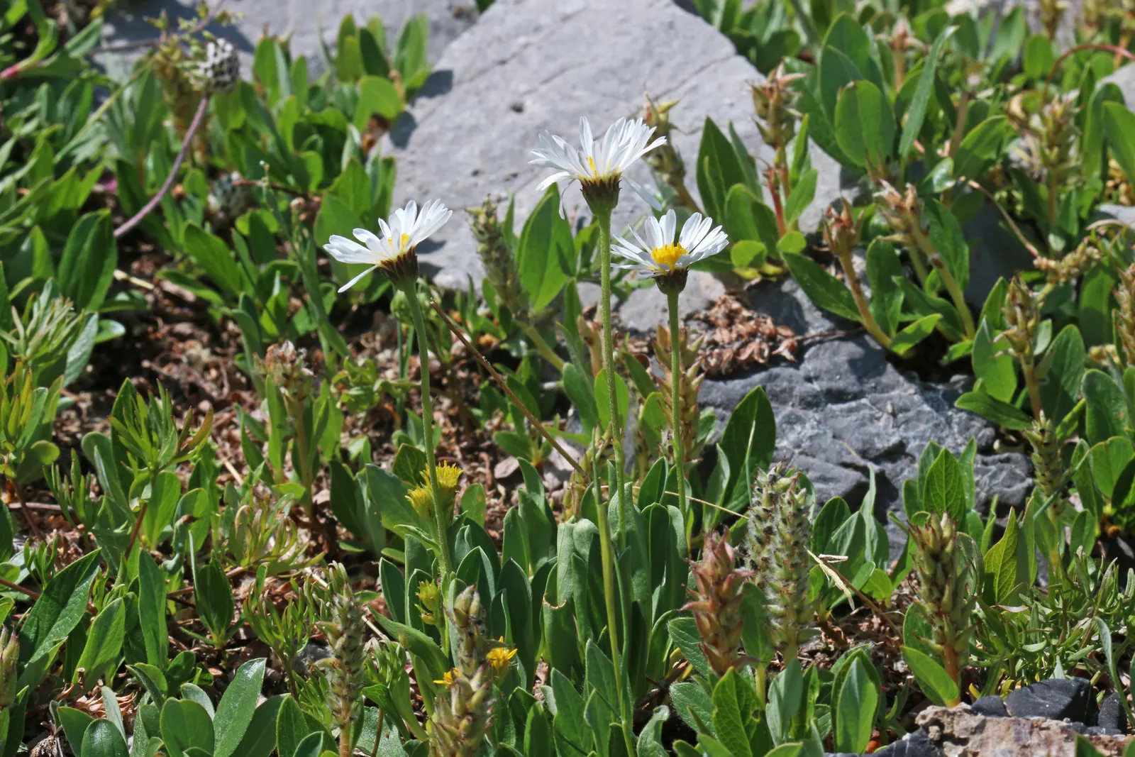 Willow Aster (Aster Praealtus 'Rodney's Aster') — with a spread of 2 to 3 feet.<br><br>One of its striking attributes is the attractive lance-shaped