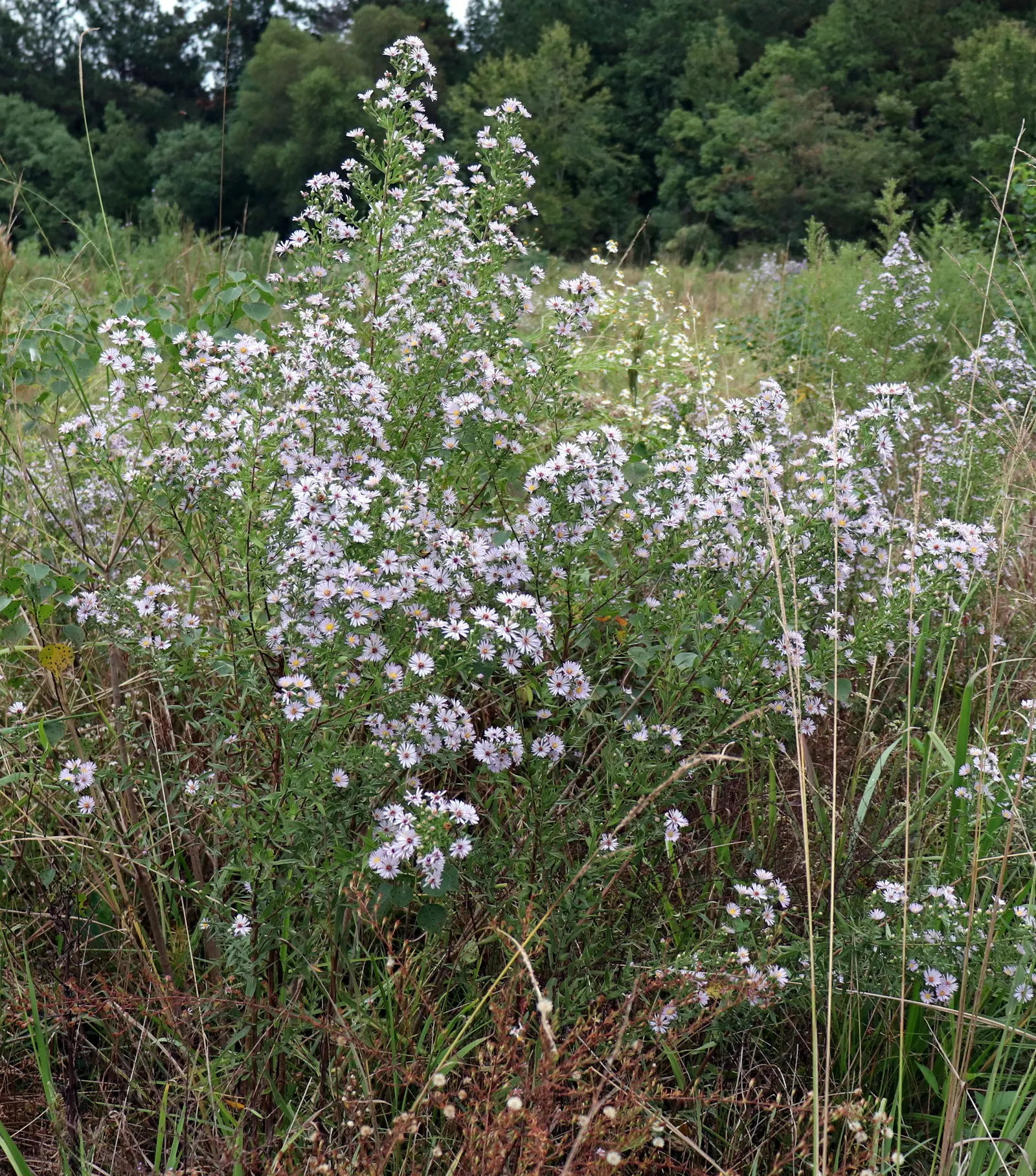 Willow Aster (Aster Praealtus 'Rodney's Aster') — sky-blue to soft-pink flowers that blossom profusely atop tall