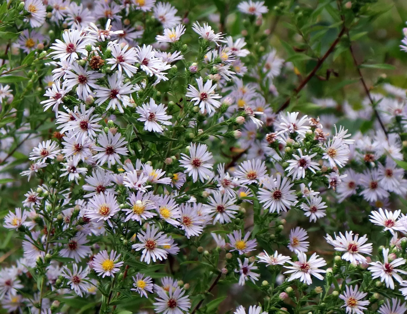 Willow Aster (Aster Praealtus 'Rodney's Aster') — reaching an impressive height between 4 to 6 feet
