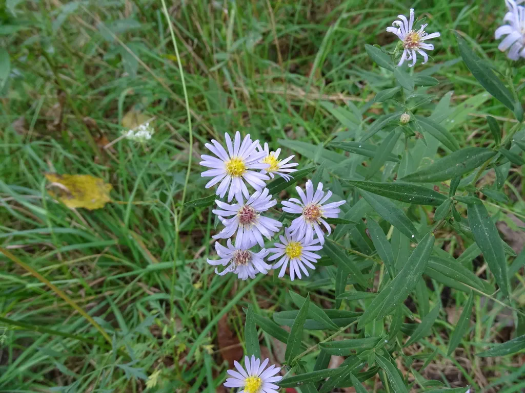 Willow Aster (Aster Praealtus 'Rodney's Aster') — Ideal for sunny to part-shade gardens, it provides late-season nectar for pollinators