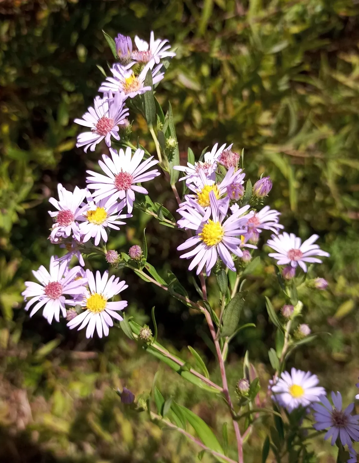 Willow Aster (Aster Praealtus 'Rodney's Aster') — green backdrop throughout the growing season