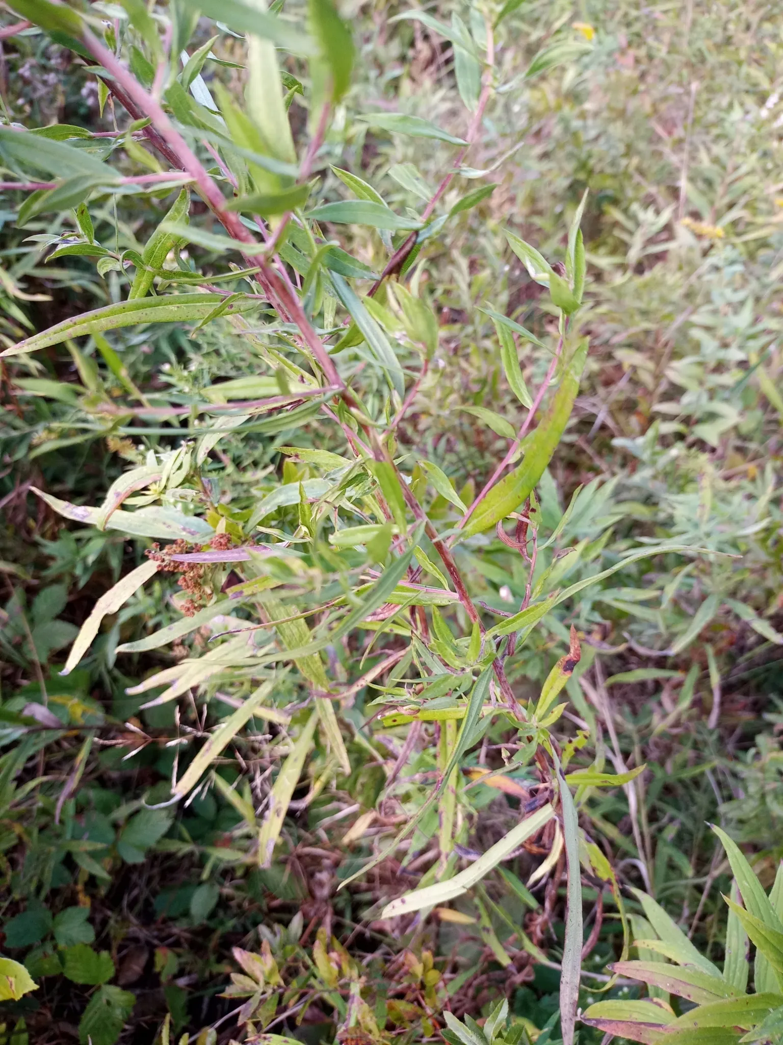 Willow Aster (Aster Praealtus 'Rodney's Aster') — This aster variant boasts profuse lavender-blue flowers in late summer to fall, set against willow-like leaves