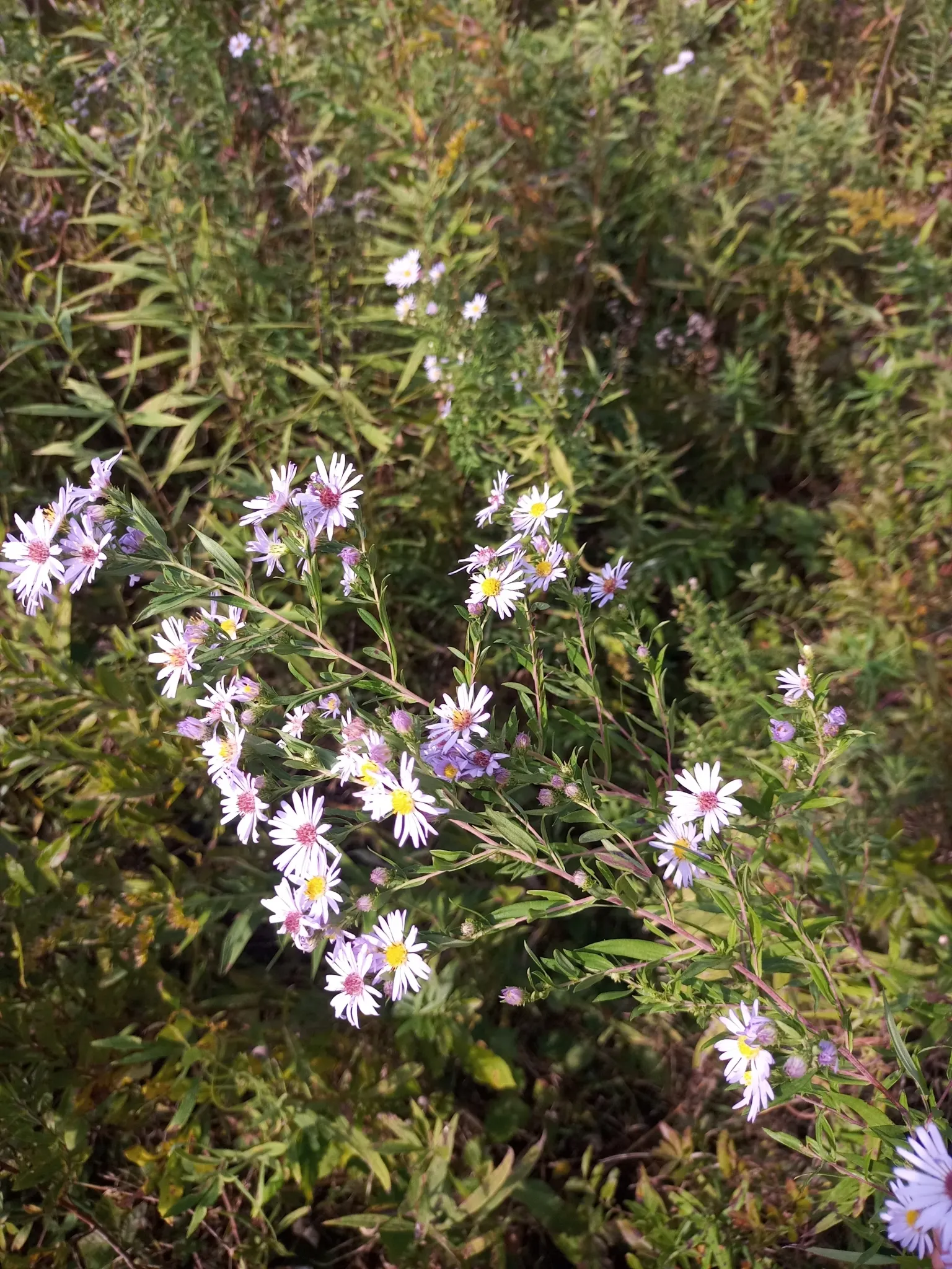 Willow Aster (Aster Praealtus 'Rodney's Aster') — Willow Aster, 'Rodney's Aster' (Aster praealtus), thrives in USDA zones 4-8