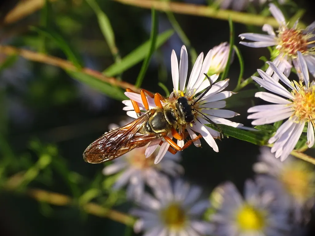 Willow Aster (Aster Praealtus 'Rodney's Aster') — Prefers moist, well-drained soil and is resistant to deer and drought
