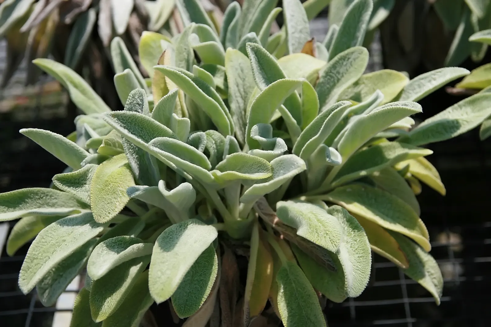 Helene Von Stein Big Lamb's Ear (Stachys Byzantina 'Helene Von Stein') — The Helene von Stein Big Lamb's Ear (Stachys byzantina 'Helene von Stein') is a robust