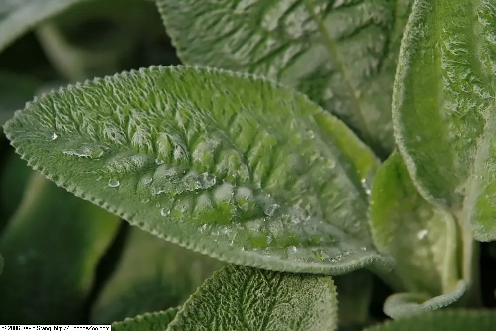 Helene Von Stein Big Lamb's Ear (Stachys Byzantina 'Helene Von Stein') — is a distinctive perennial herb known for its extraordinary fuzzy