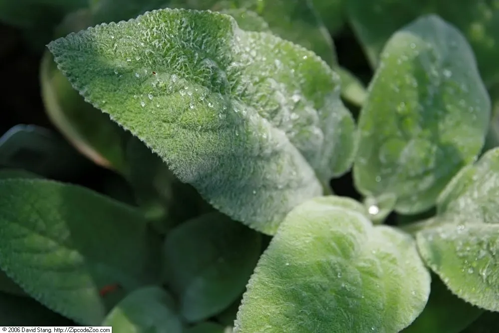 Helene Von Stein Big Lamb's Ear (Stachys Byzantina 'Helene Von Stein') — it offers a lush ground cover