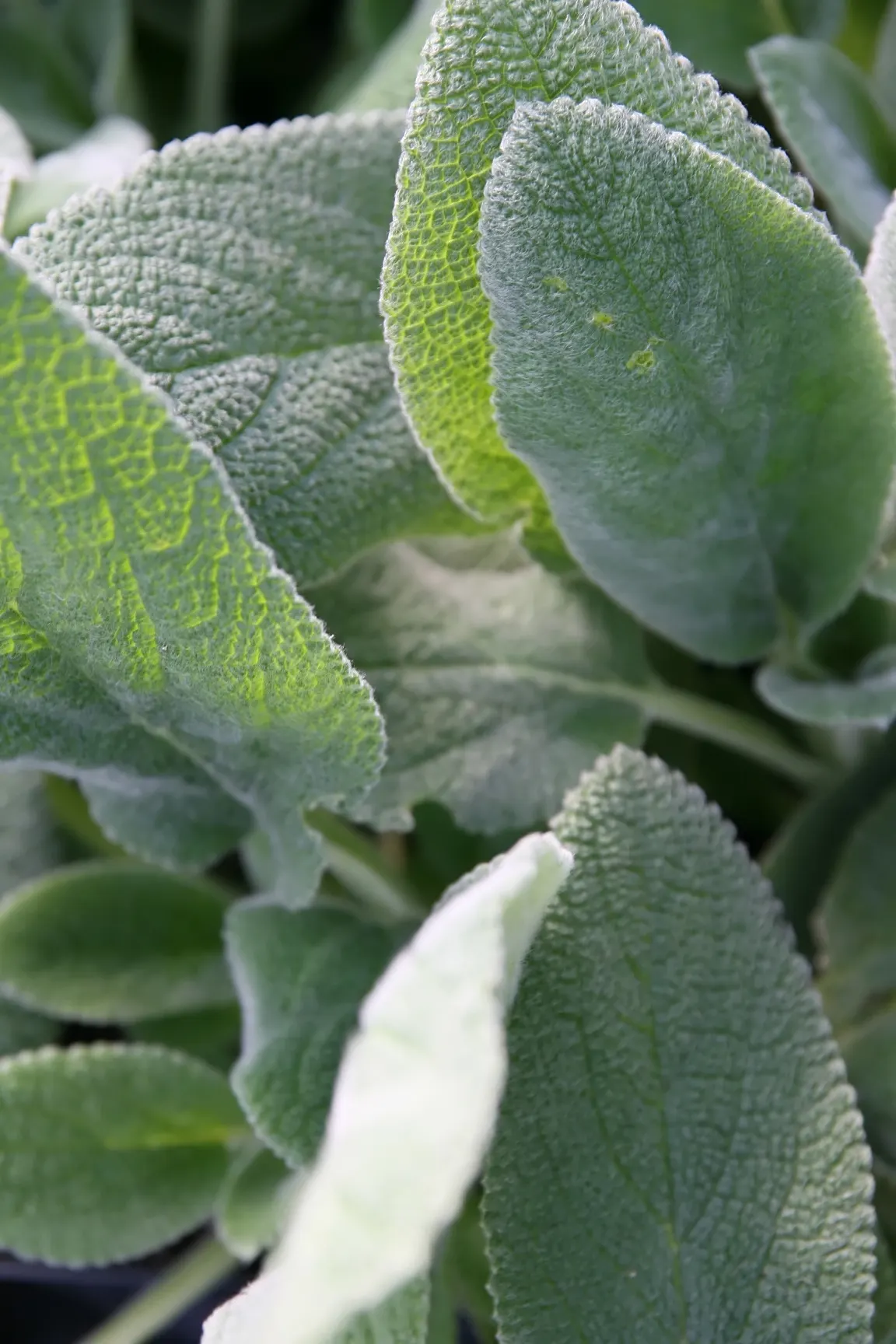 Helene Von Stein Big Lamb's Ear (Stachys Byzantina 'Helene Von Stein') — scientifically termed Stachys byzantina 'Helene von Stein'