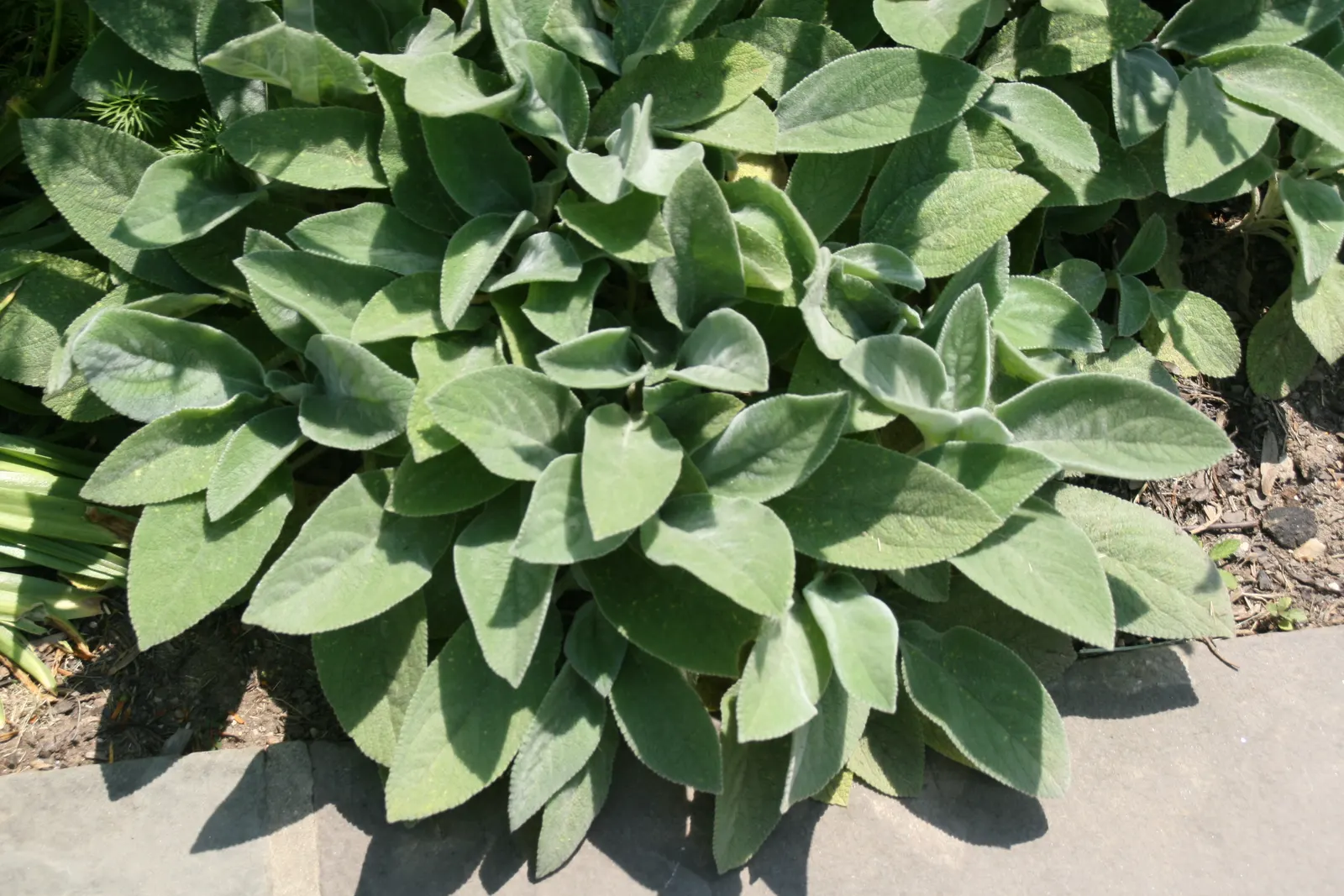 Helene Von Stein Big Lamb's Ear (Stachys Byzantina 'Helene Von Stein') — Offering a hardy and low-maintenance addition to any landscape design