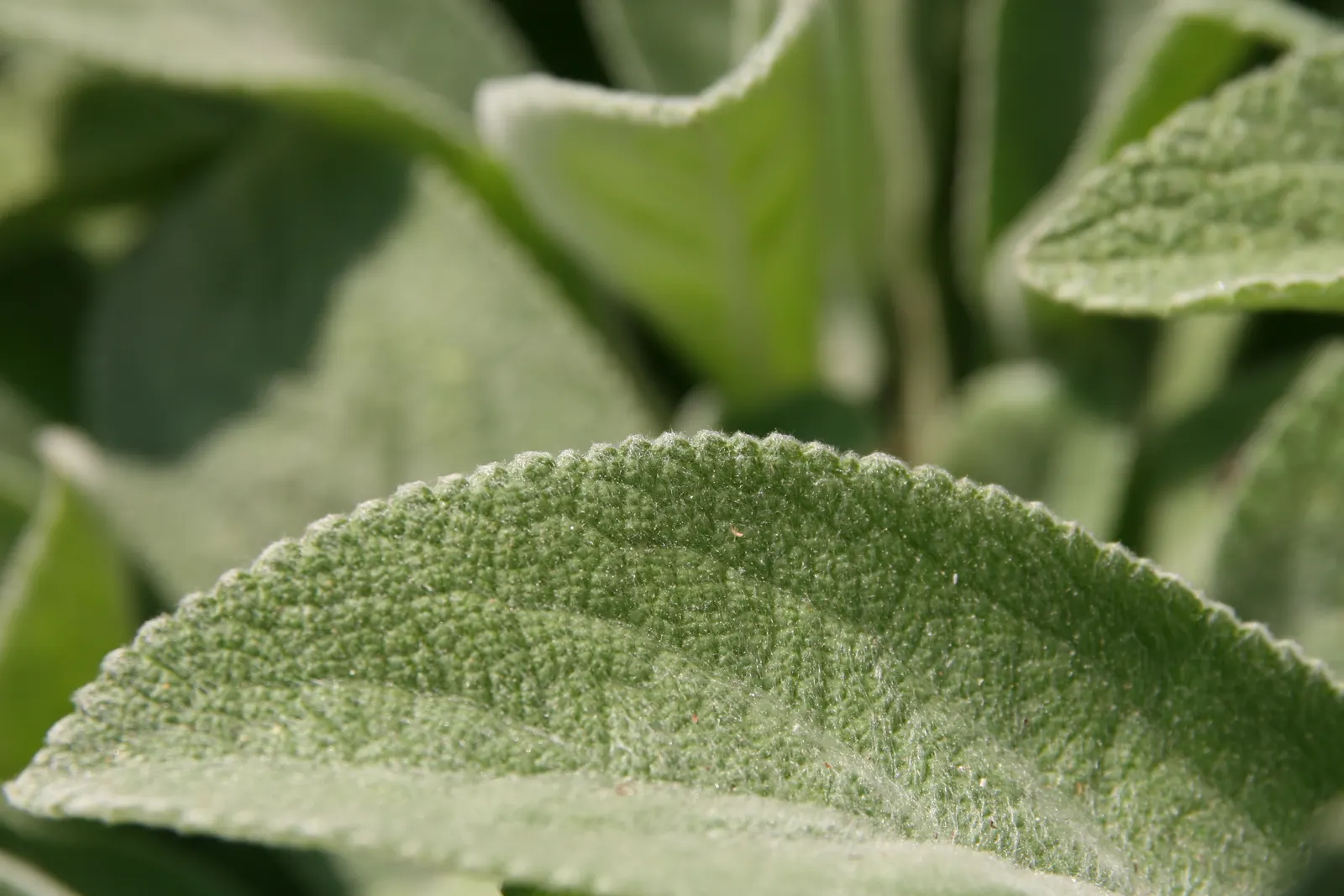 Helene Von Stein Big Lamb's Ear (Stachys Byzantina 'Helene Von Stein') — this cultivar is prized for its larger-than-average leaves