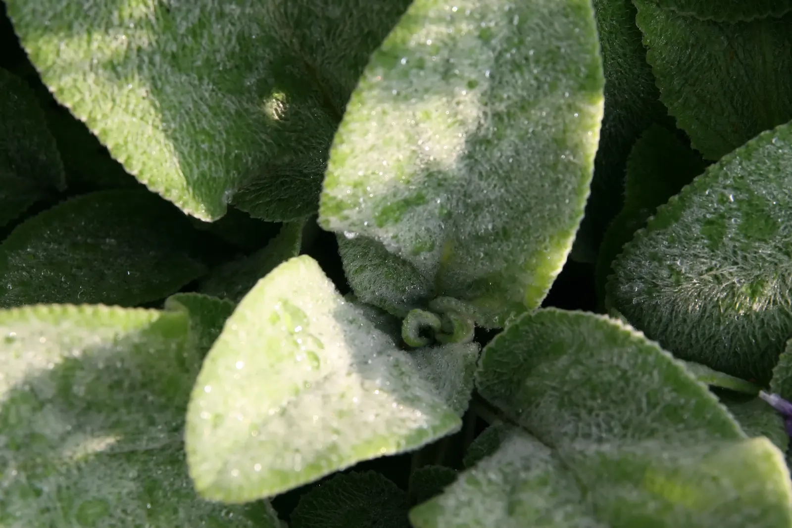 Helene Von Stein Big Lamb's Ear (Stachys Byzantina 'Helene Von Stein') — low-maintenance perennial