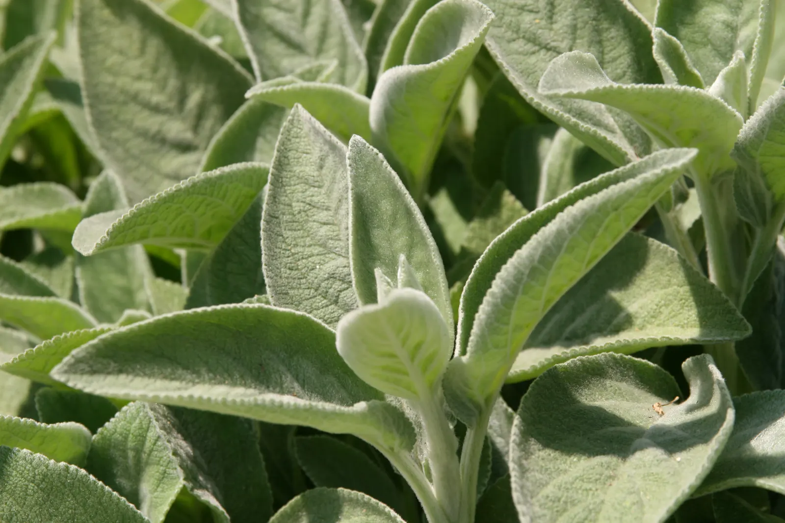 Helene Von Stein Big Lamb's Ear (Stachys Byzantina 'Helene Von Stein') — which measure up to 4-5 inches long