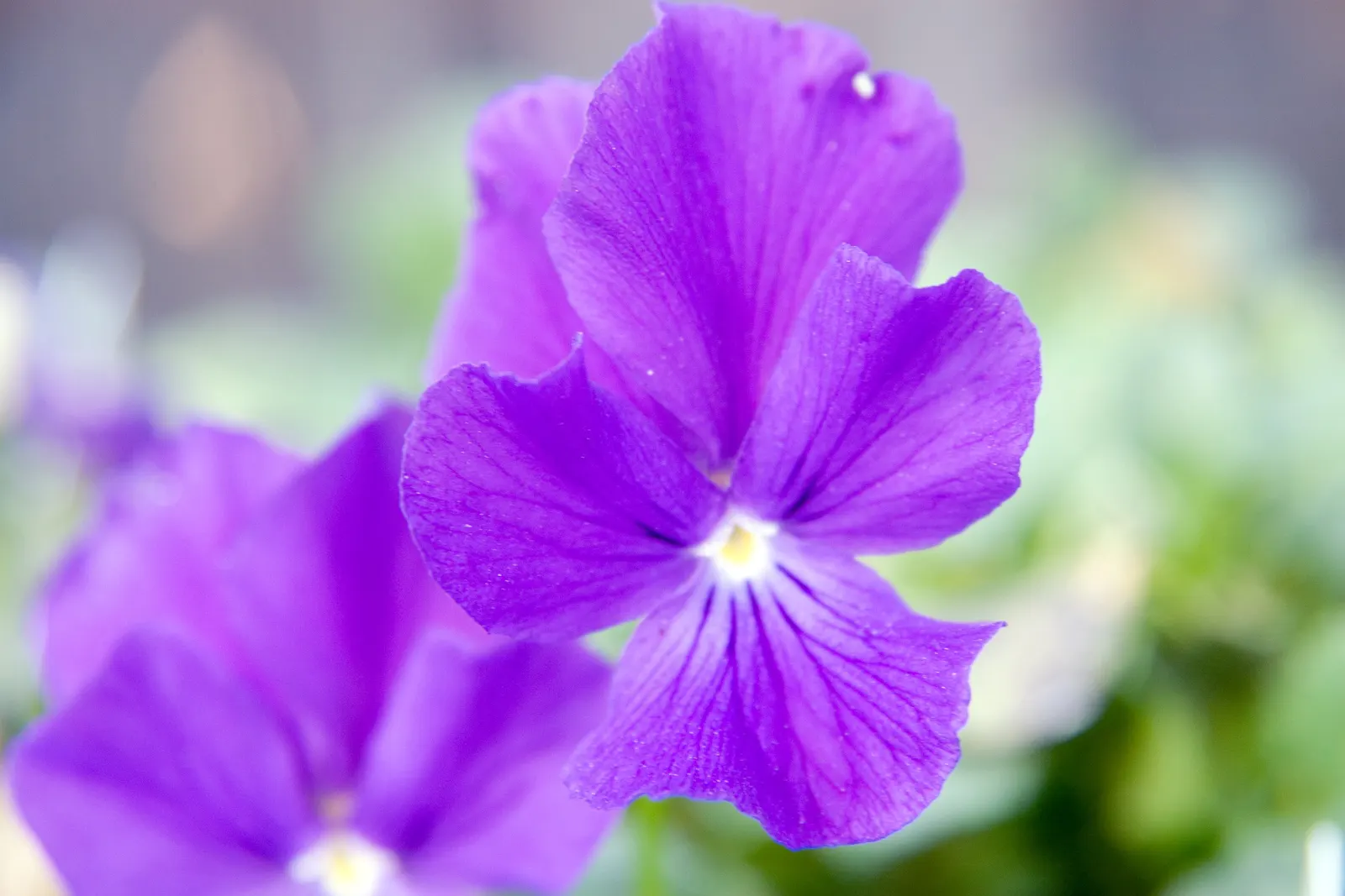 Purple Showers Viola (Viola Cornuta 'Purple Showers') — Preferring partial to full sun