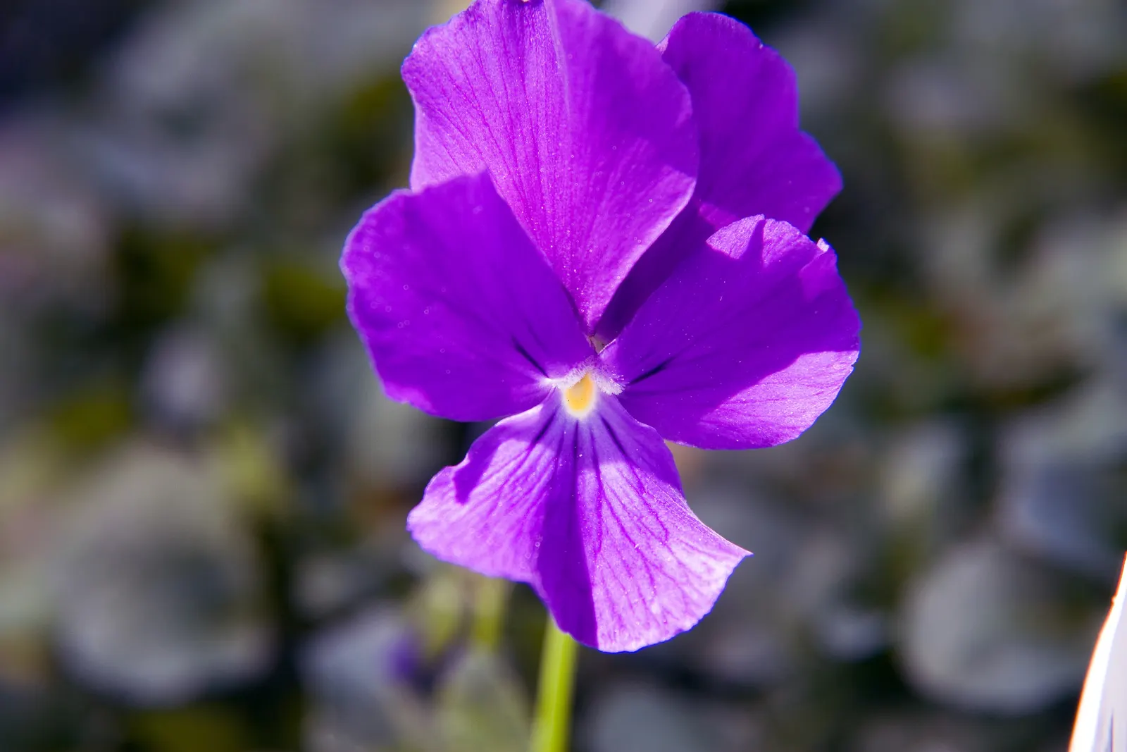 Purple Showers Viola (Viola Cornuta 'Purple Showers') — it excels in both containers and beds