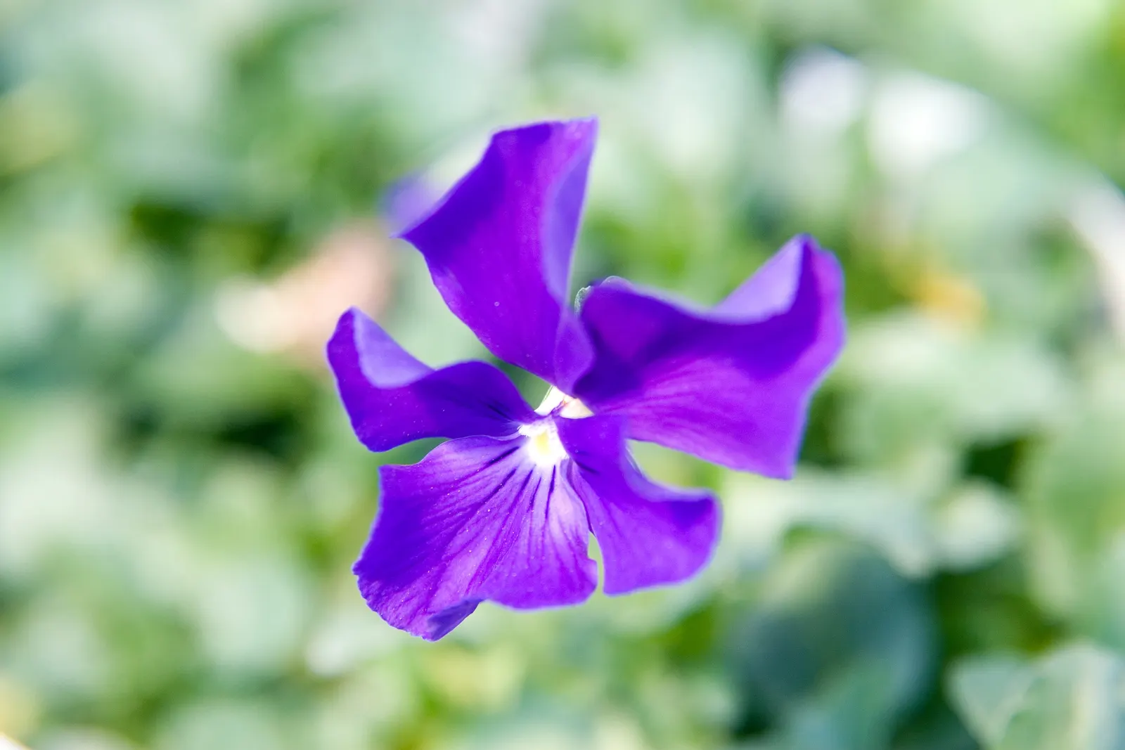 Purple Showers Viola (Viola Cornuta 'Purple Showers') — Thriving in USDA zones 5-9, it reaches 6-8 inches in height and spreads 10-12 inches