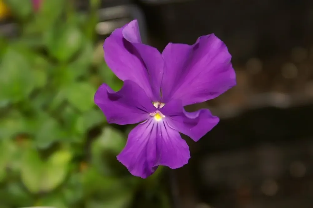 Purple Showers Viola (Viola Cornuta 'Purple Showers') — boasts vibrant purple blooms with cheerful yellow centers