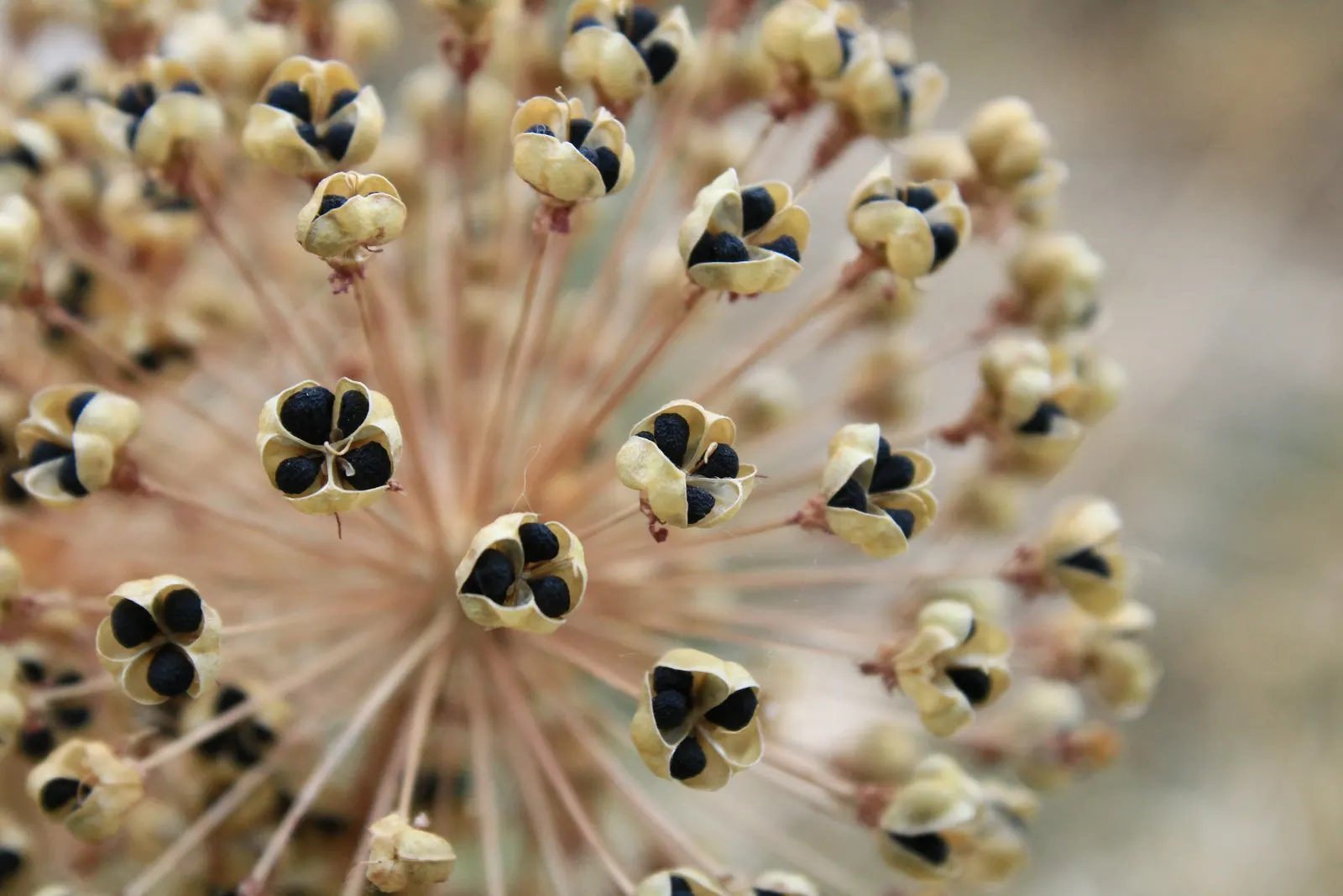 Ornamental Onion (Allium Bulgaricum) — These nodding blooms provide an exquisite contrast against the straight