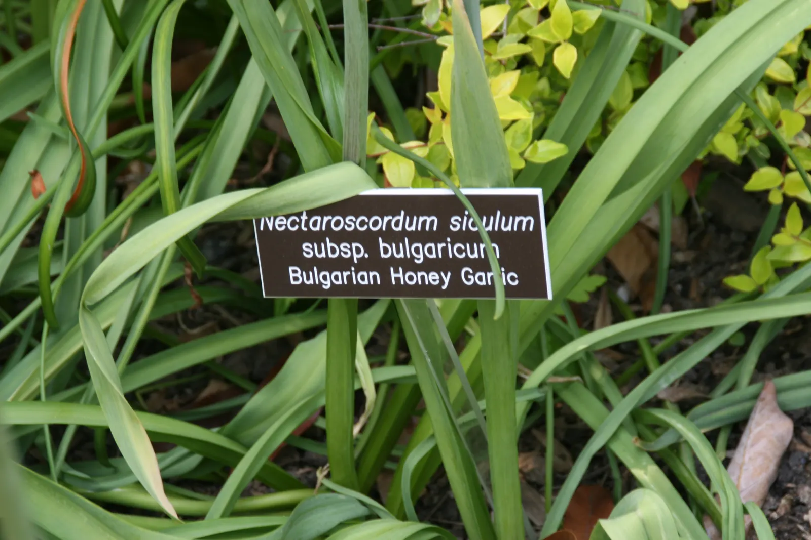 Ornamental Onion (Allium Bulgaricum) — adds an enchanting vertical accent and a distinctive architectural element to your garden; it adds vertical interest to