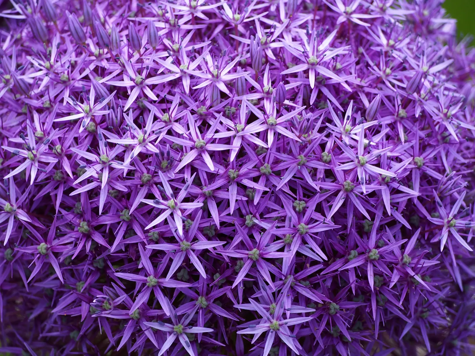Ornamental Onion (Allium Bulgaricum) — It demonstrates good drought resistance once established, making it a hardy choice for many landscapes, image 70