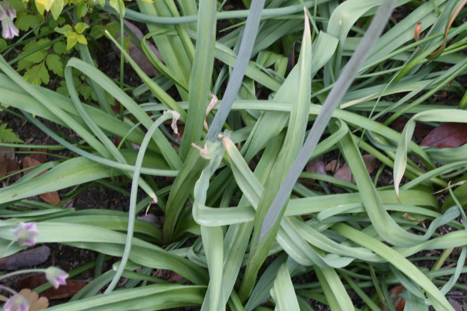 Ornamental Onion (Allium Bulgaricum) — elegantly drooping from 24-36 inch tall stems; allium bulgaricum is suitable for a variety of uses