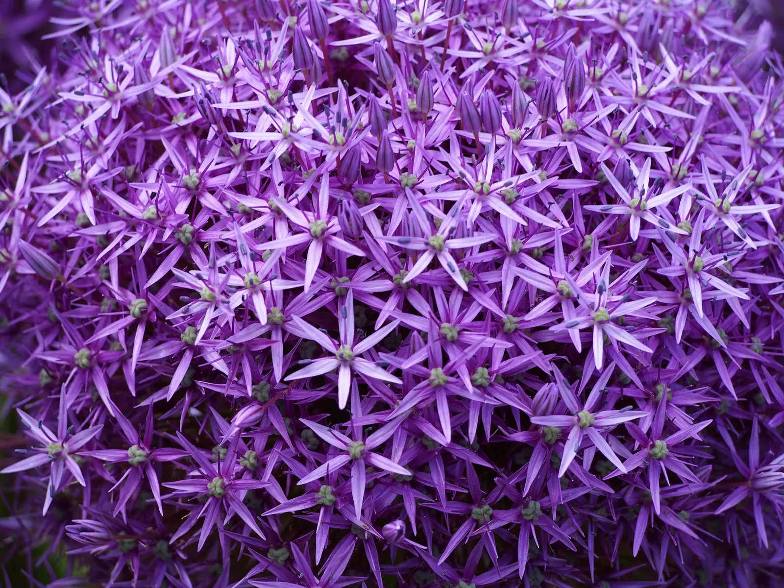 Ornamental Onion (Allium Bulgaricum) — Blooming in late spring to early summer
