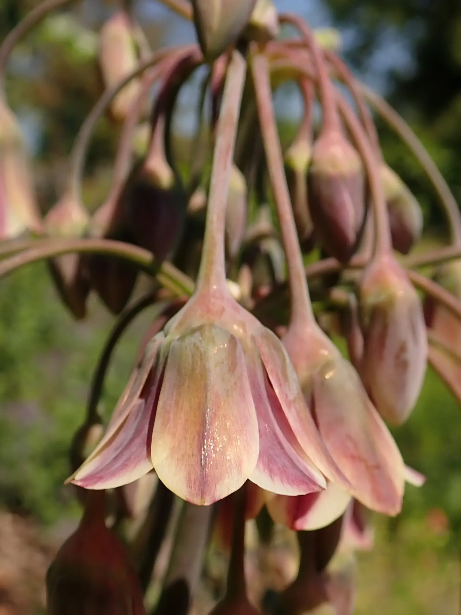 Ornamental Onion (Allium Bulgaricum) — which unfurl to reveal a chandelier of bell-shaped blossoms; these nodding blooms provide an exquisite contrast against