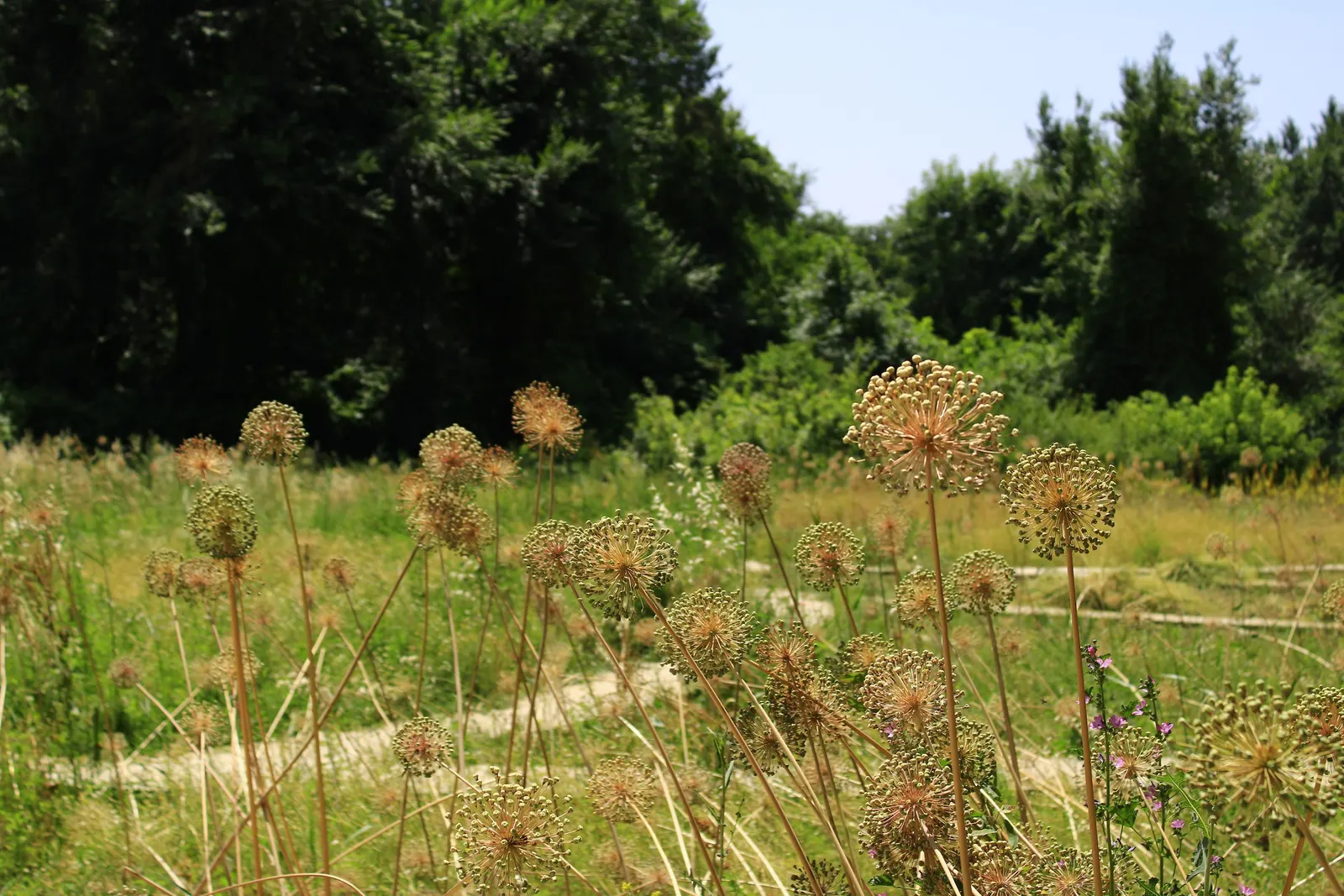 Ornamental Onion (Allium Bulgaricum) — This hardy perennial enjoys full sun to partial shade and thrives in well-drained soil