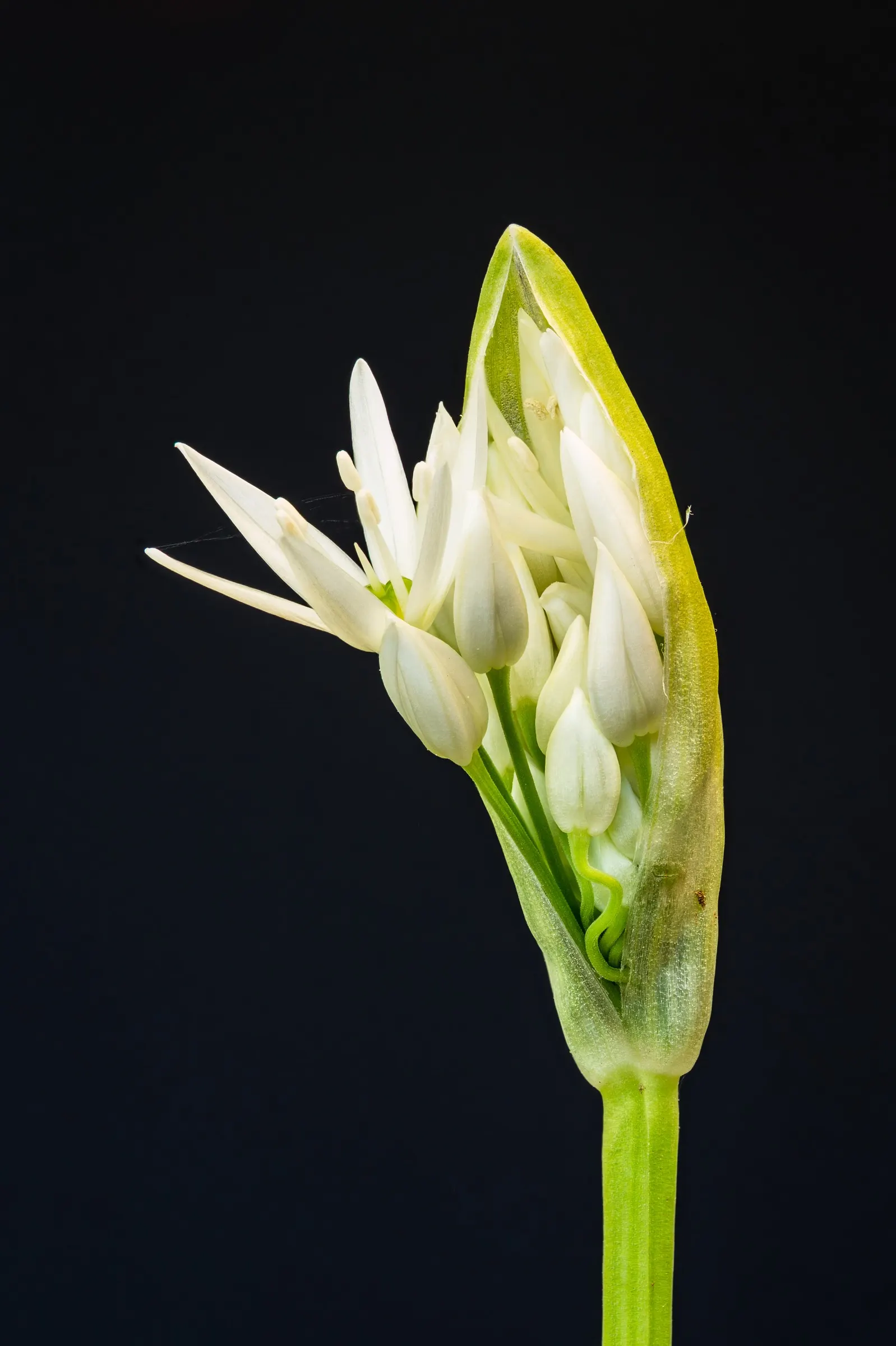 Ornamental Onion (Allium Bulgaricum) — Allium bulgaricum is suitable for a variety of uses