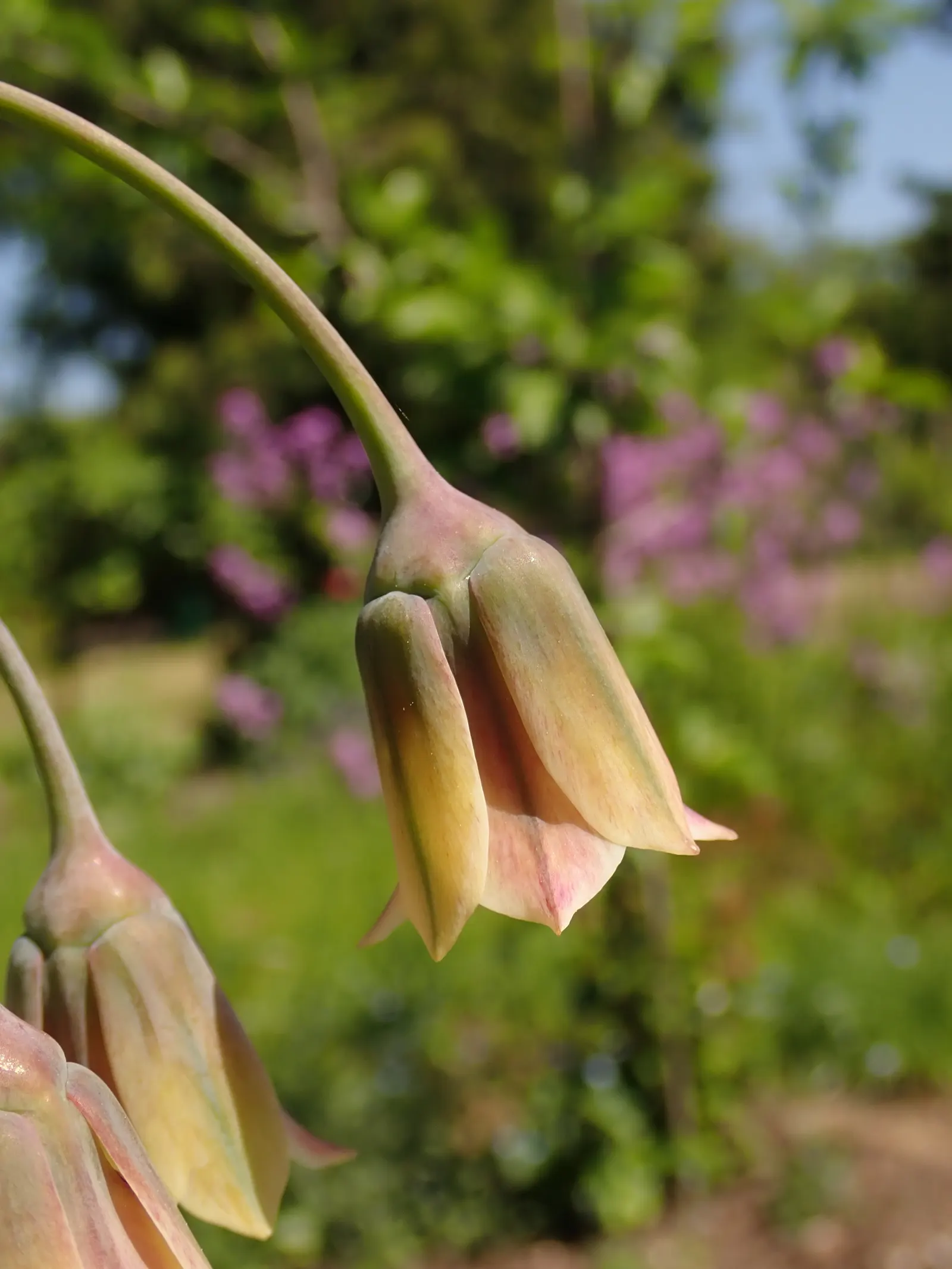 Ornamental Onion (Allium Bulgaricum) — commonly referred to as Ornamental Onion