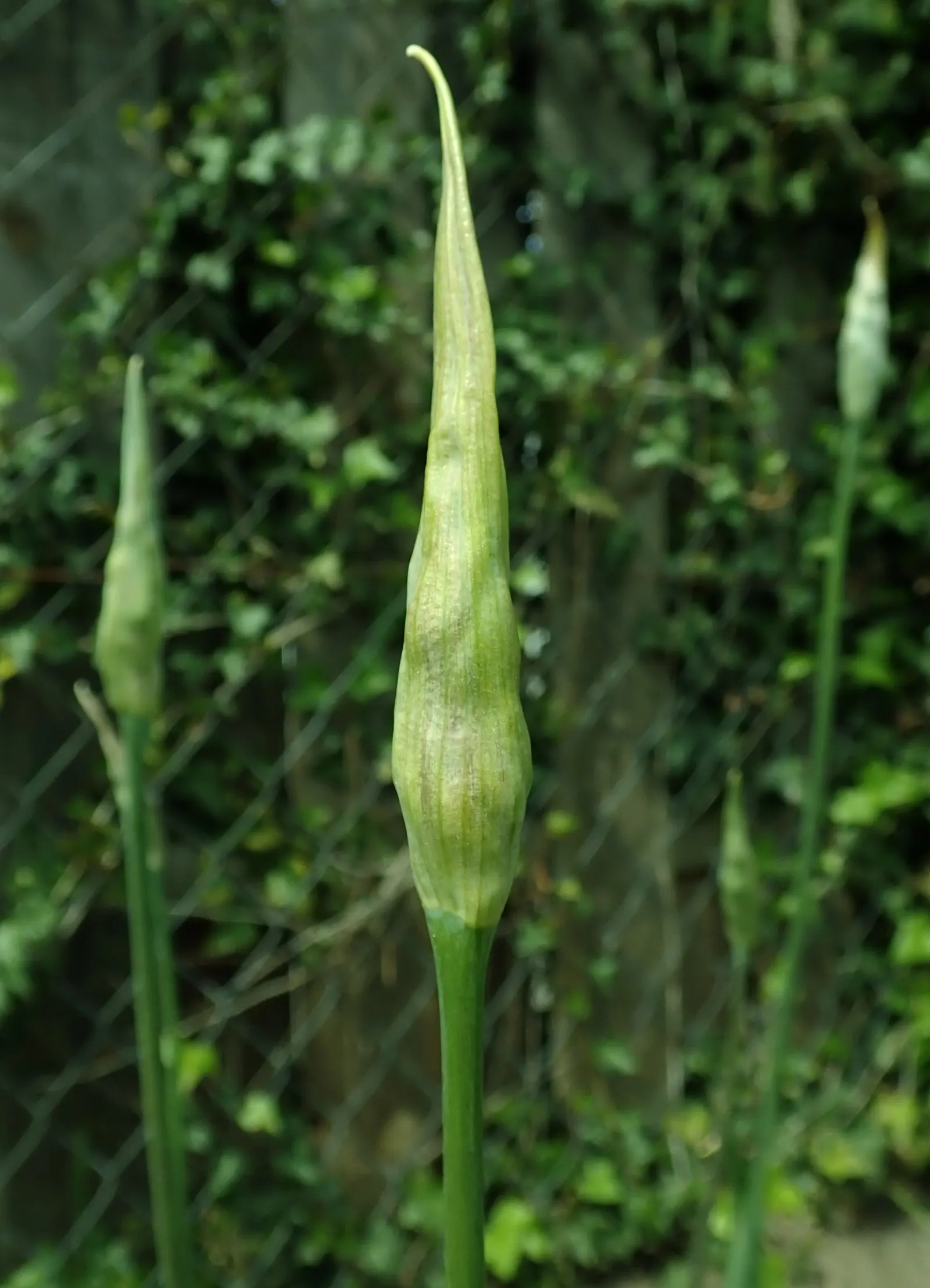 Ornamental Onion (Allium Bulgaricum) — Blooming in late spring to early summer, image 113