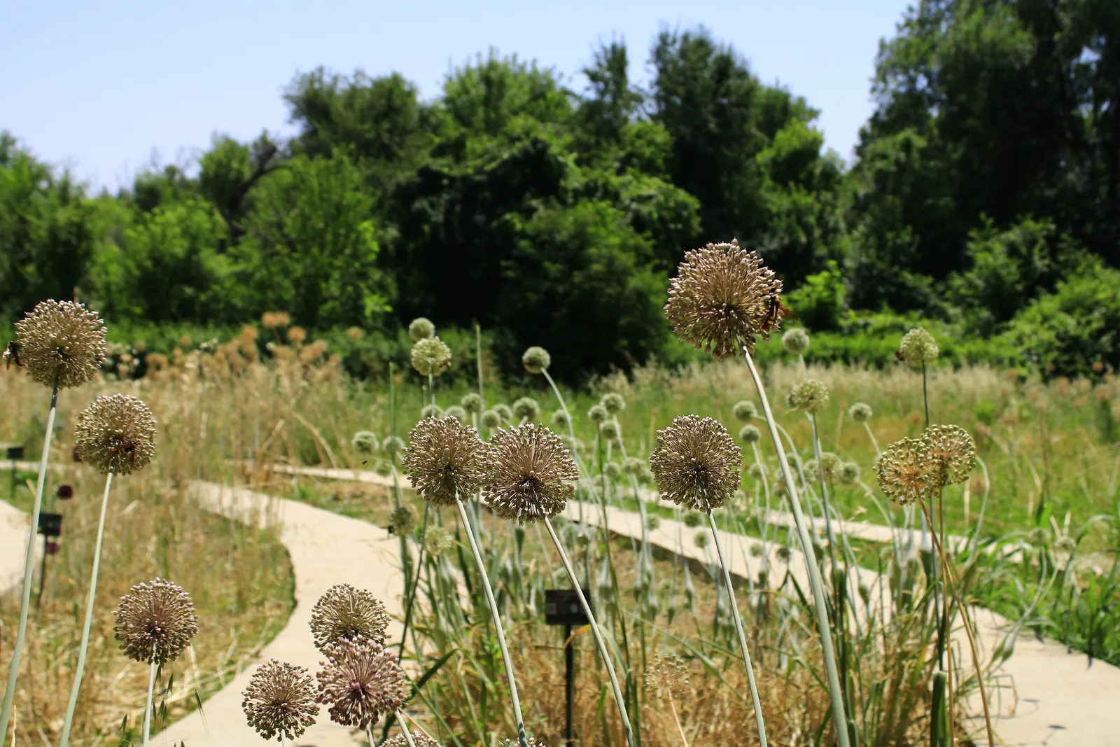 Ornamental Onion (Allium Bulgaricum) — sturdy stems that can rise to a stately height of 24 to 36 inches, image 41