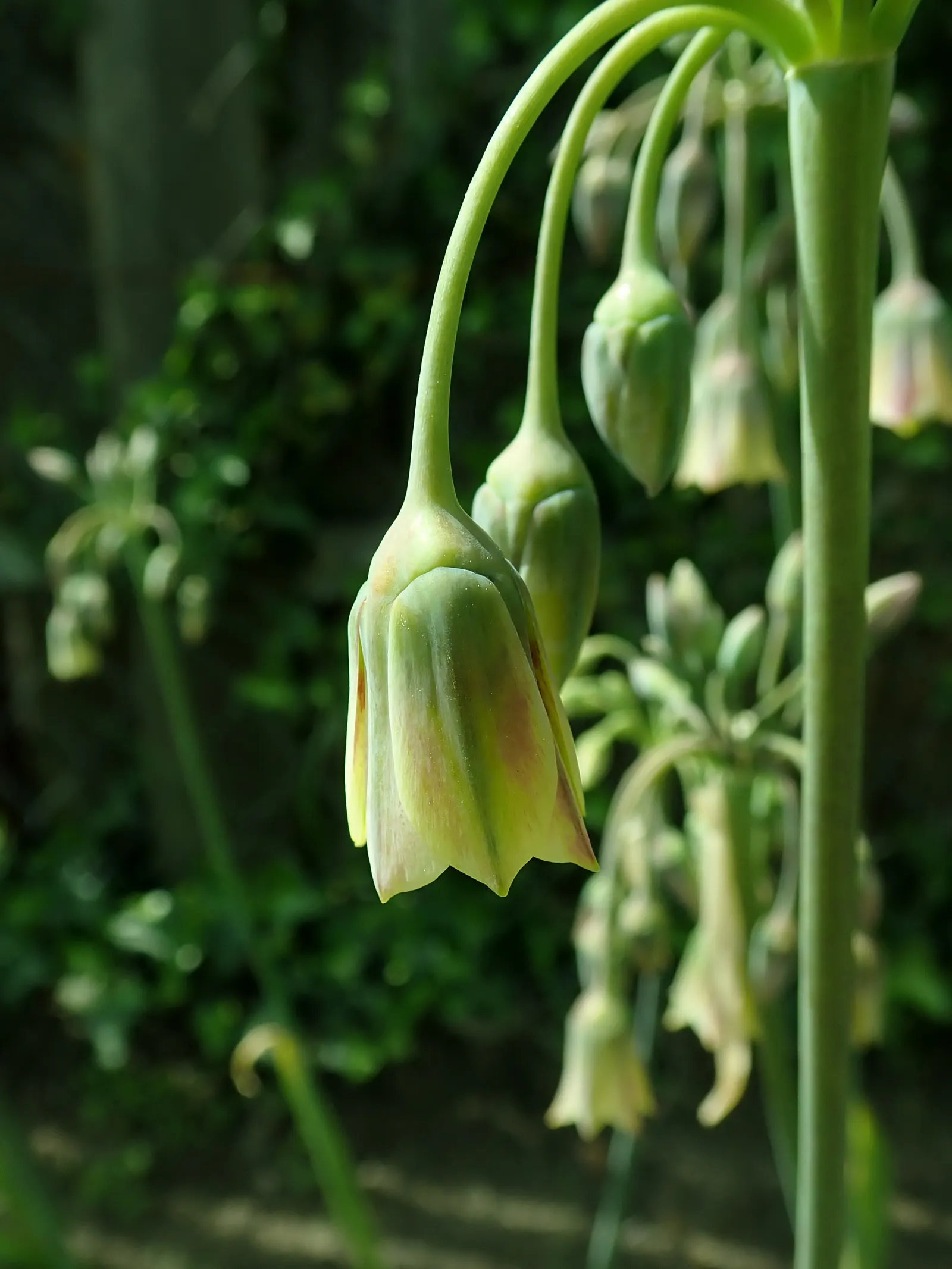 Ornamental Onion (Allium Bulgaricum) — This will ensure a full, robust display that can be enjoyed year after year