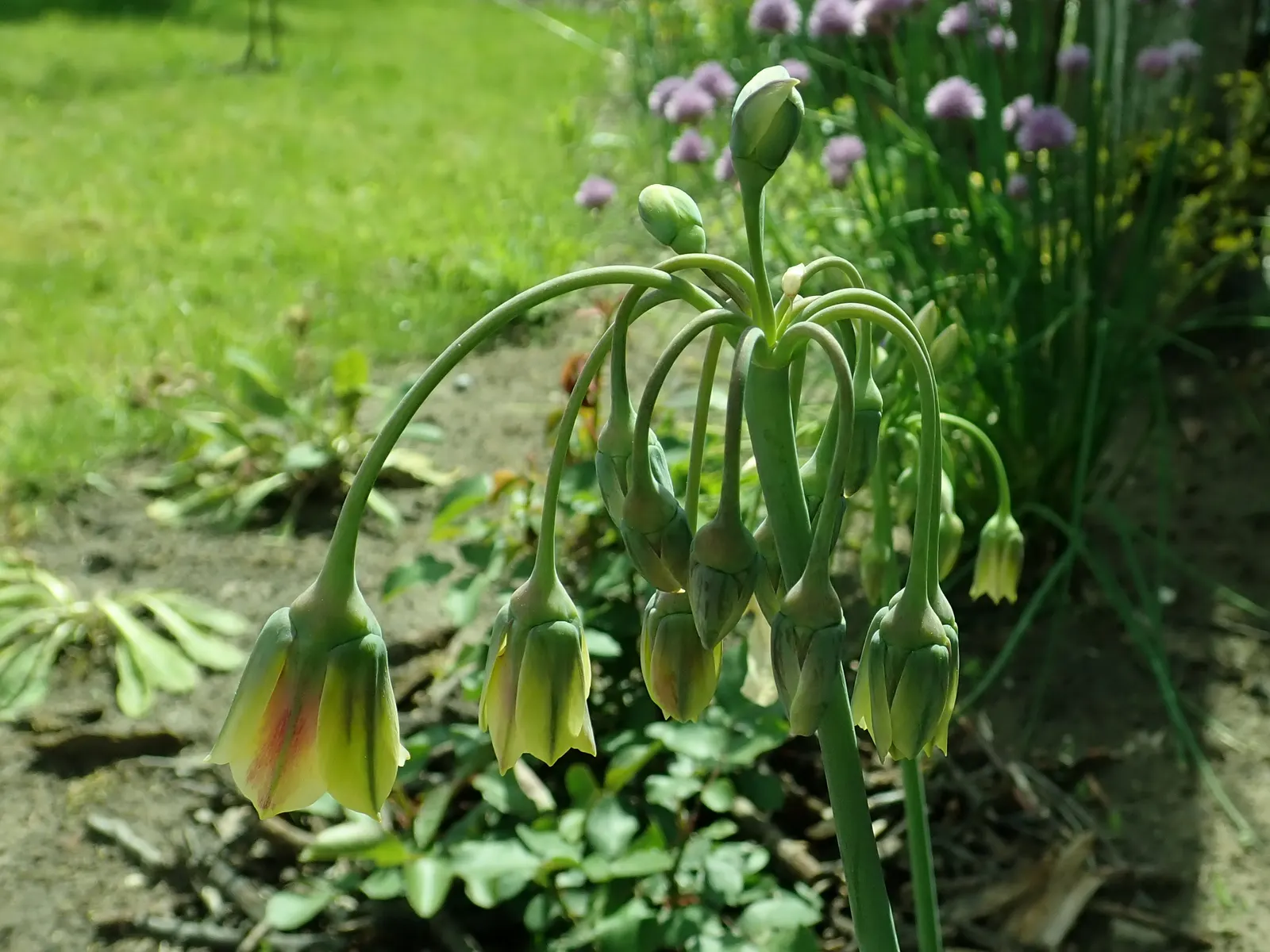 Ornamental Onion (Allium Bulgaricum) — commonly known as Ornamental Onion; this hardy perennial enjoys full sun to partial shade and thrives in, image 82
