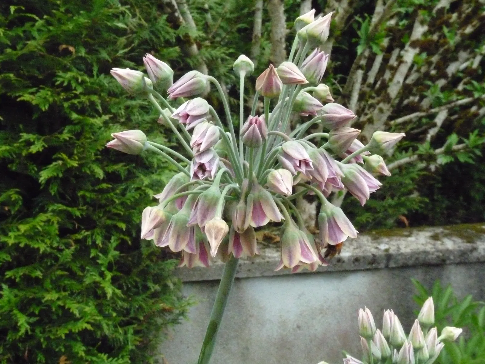 Ornamental Onion (Allium Bulgaricum) — This hardy perennial enjoys full sun to partial shade and thrives in well-drained soil; multi-colored and, image 112