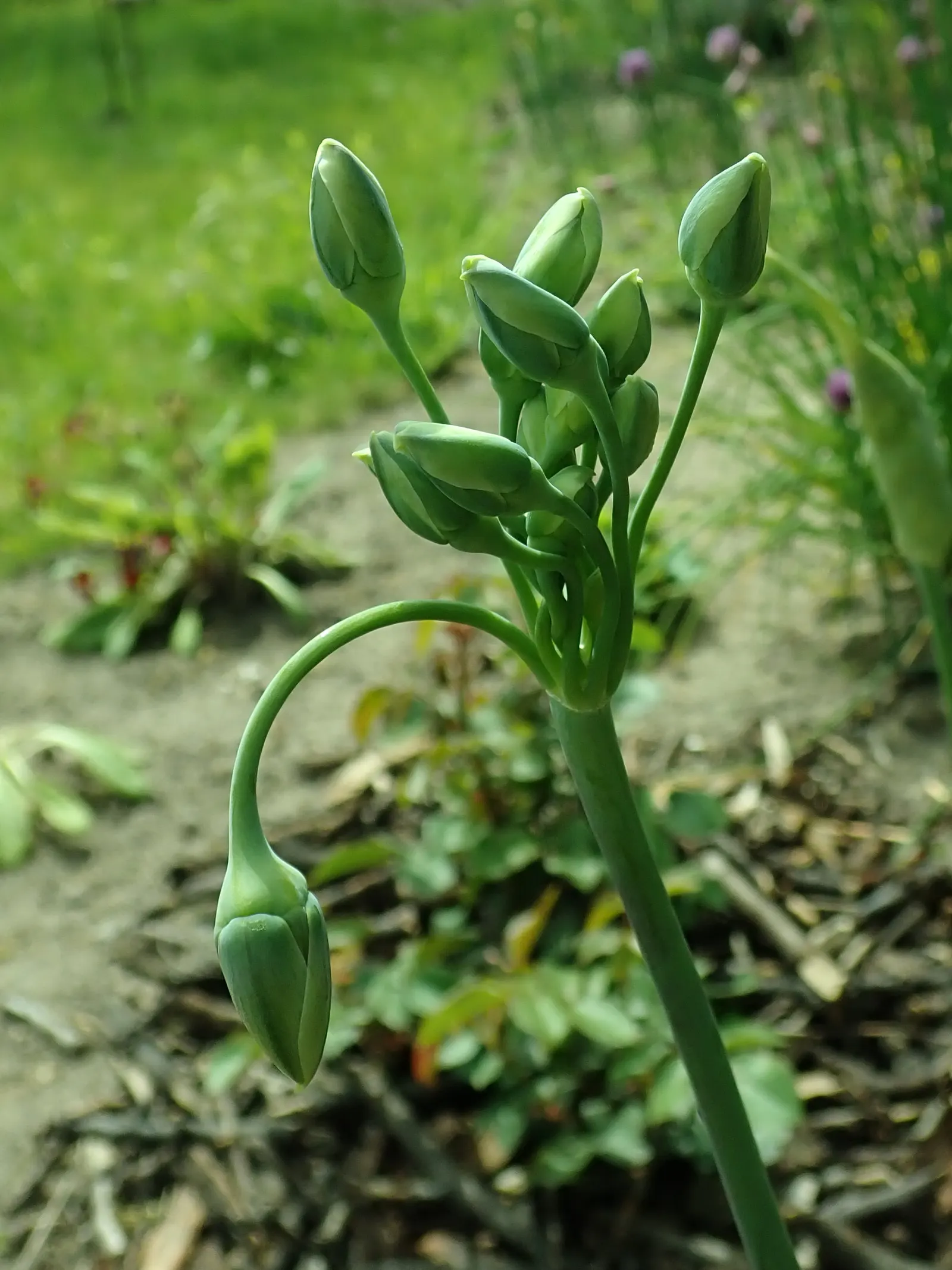 Ornamental Onion (Allium Bulgaricum) — adorned with a greenish or burgundy eye; bulb for full or half, image 66