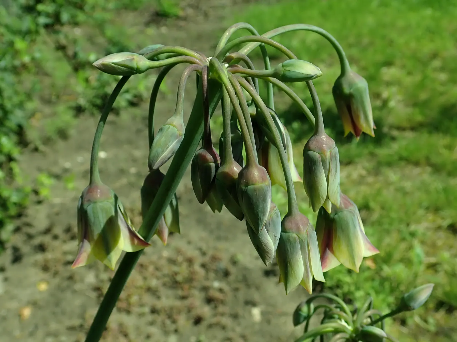 Ornamental Onion (Allium Bulgaricum) — bulb for full or half