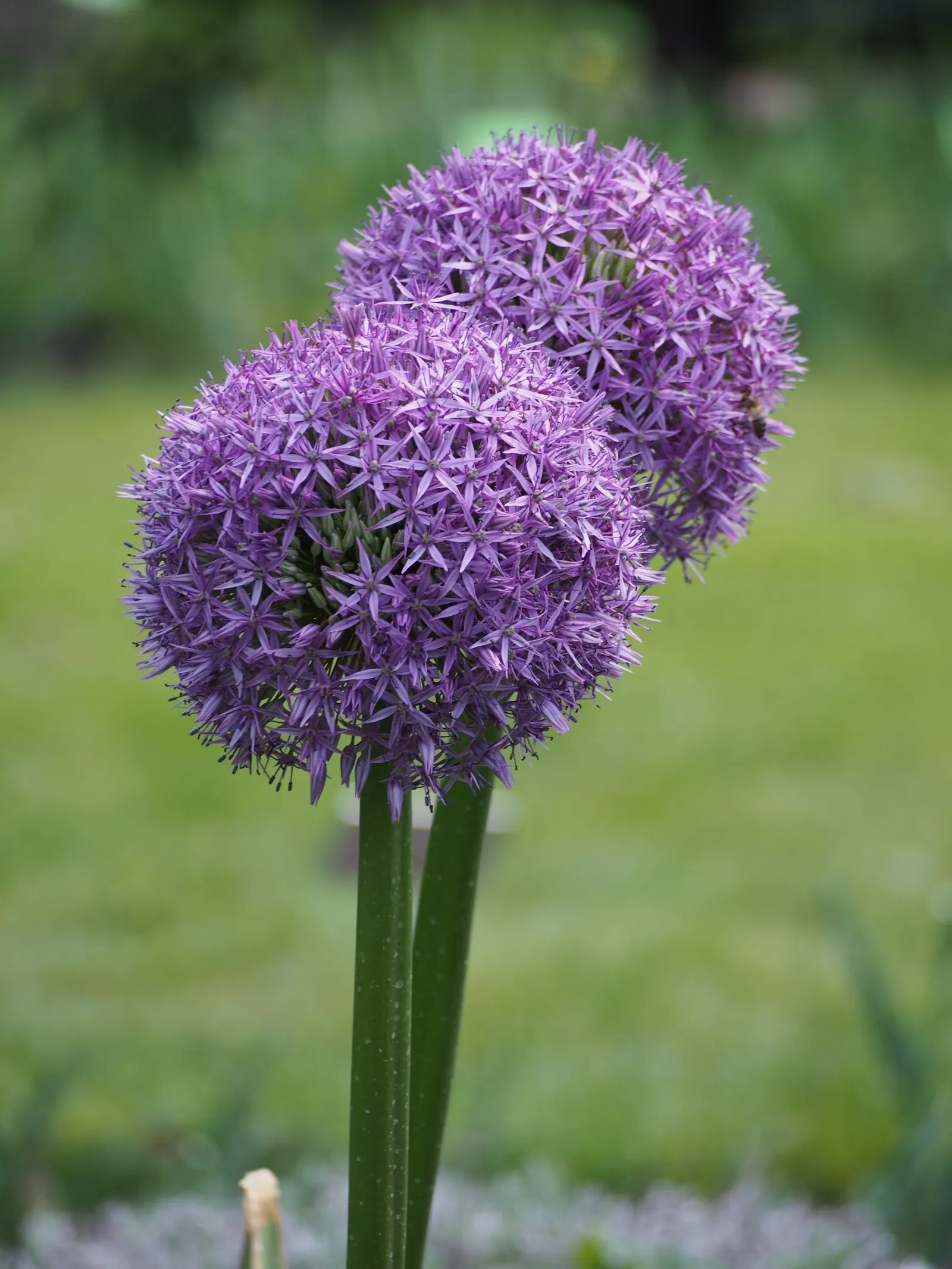 Ornamental Onion (Allium Bulgaricum) — creamy-white to soft pink flowers; yet resistant to deer and other herbivores due to its onion-like, image 92