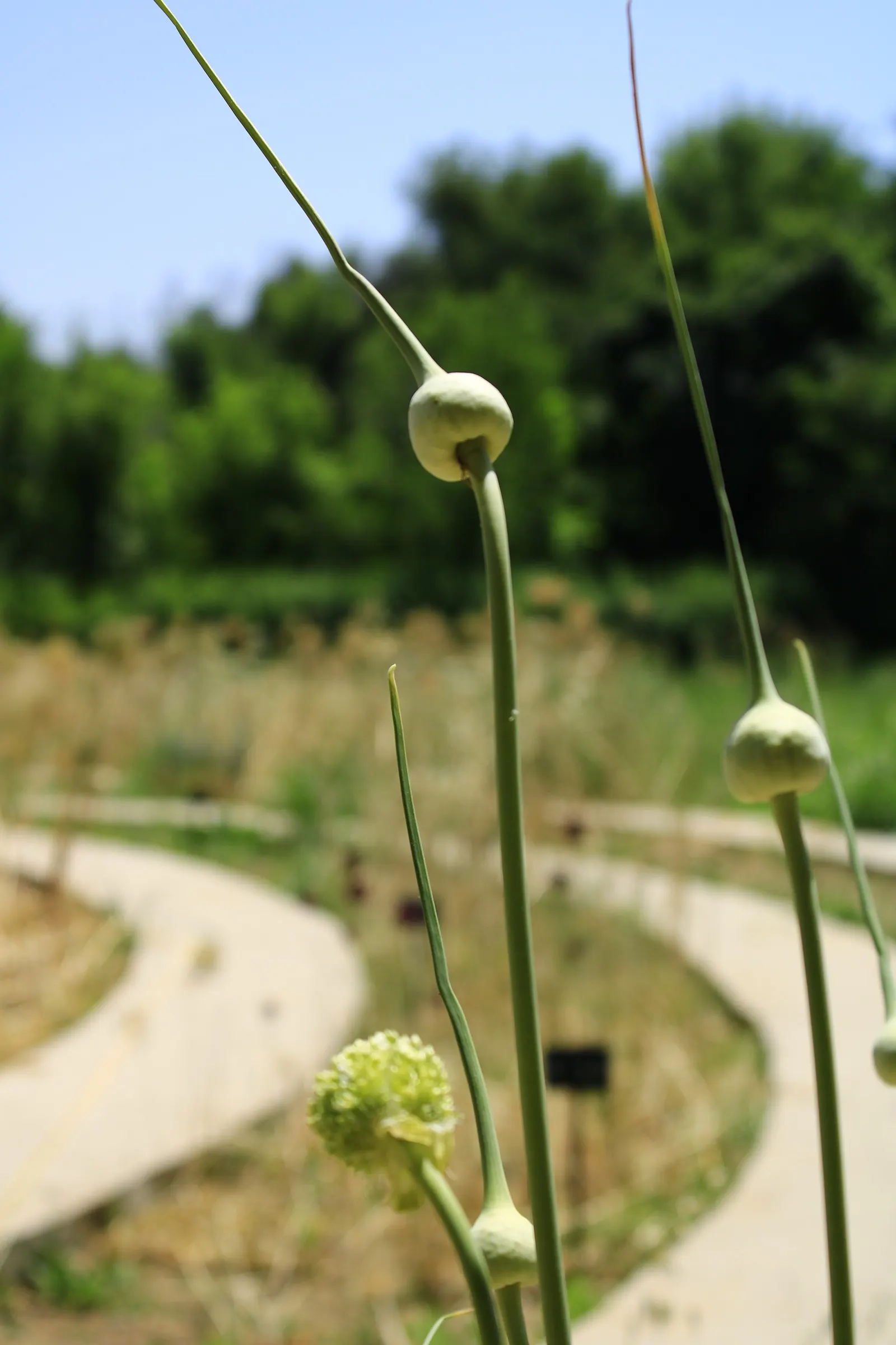 Ornamental Onion (Allium Bulgaricum) — This hardy perennial enjoys full sun to partial shade and thrives in well-drained soil; multi-colored and red and white