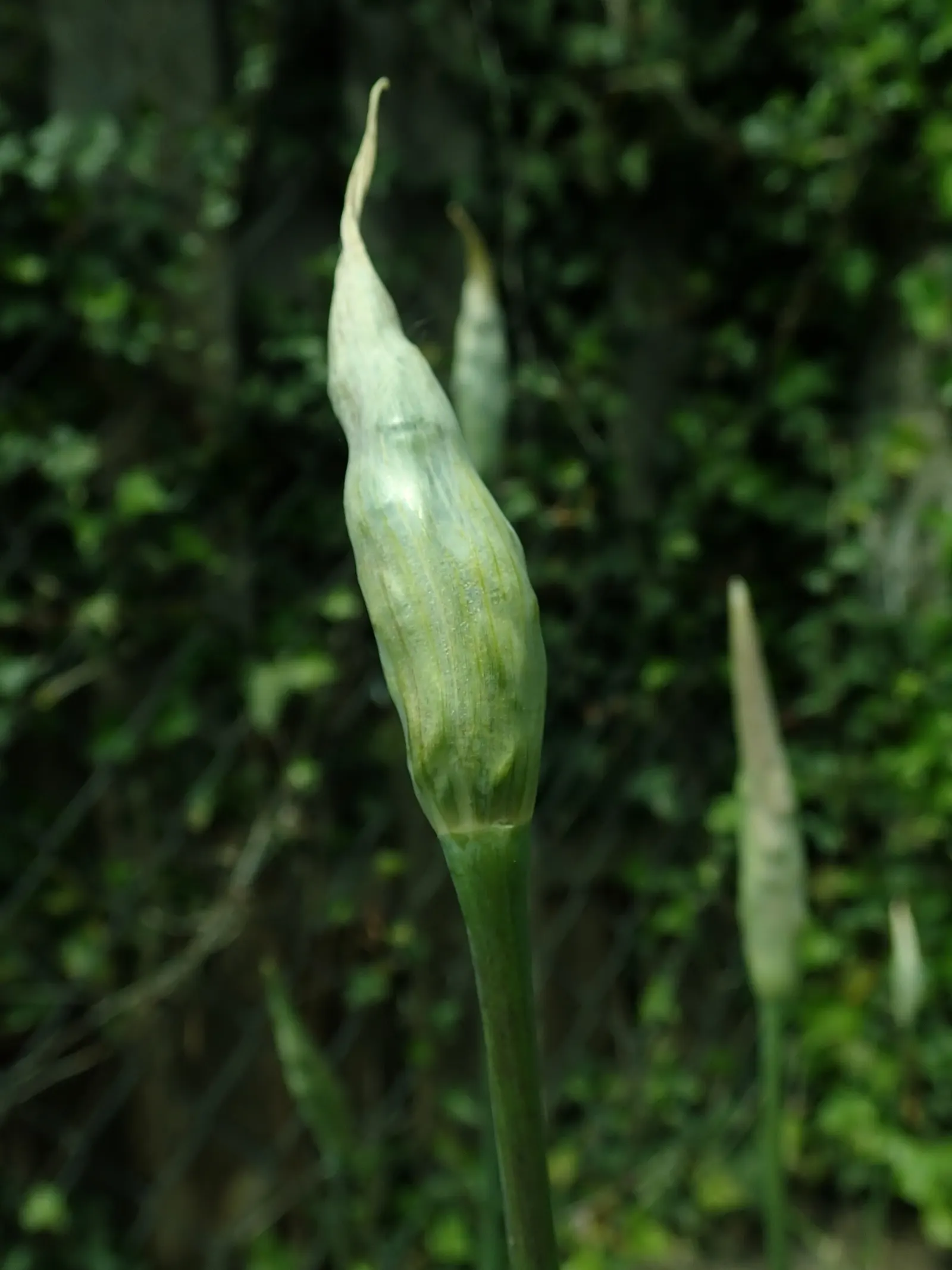 Ornamental Onion (Allium Bulgaricum) — Their greyish-green foliage forms a clump at the base