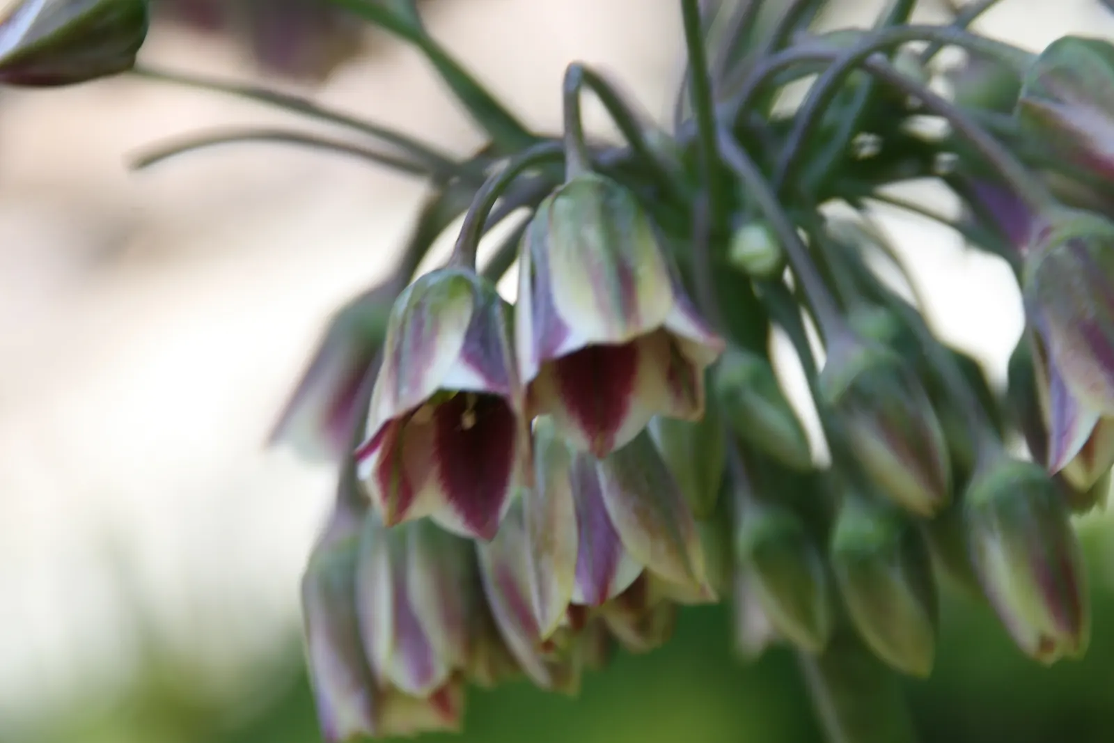Ornamental Onion (Allium Bulgaricum) — These nodding blooms provide an exquisite contrast against the straight; while remaining resistant to deer, image 121